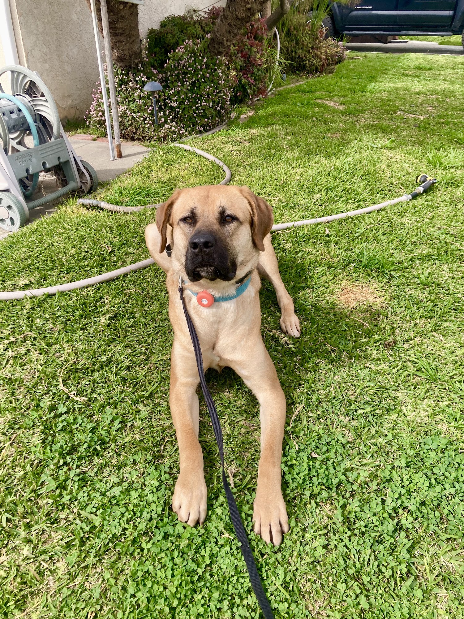 K9 Logic Dog Training Glendale