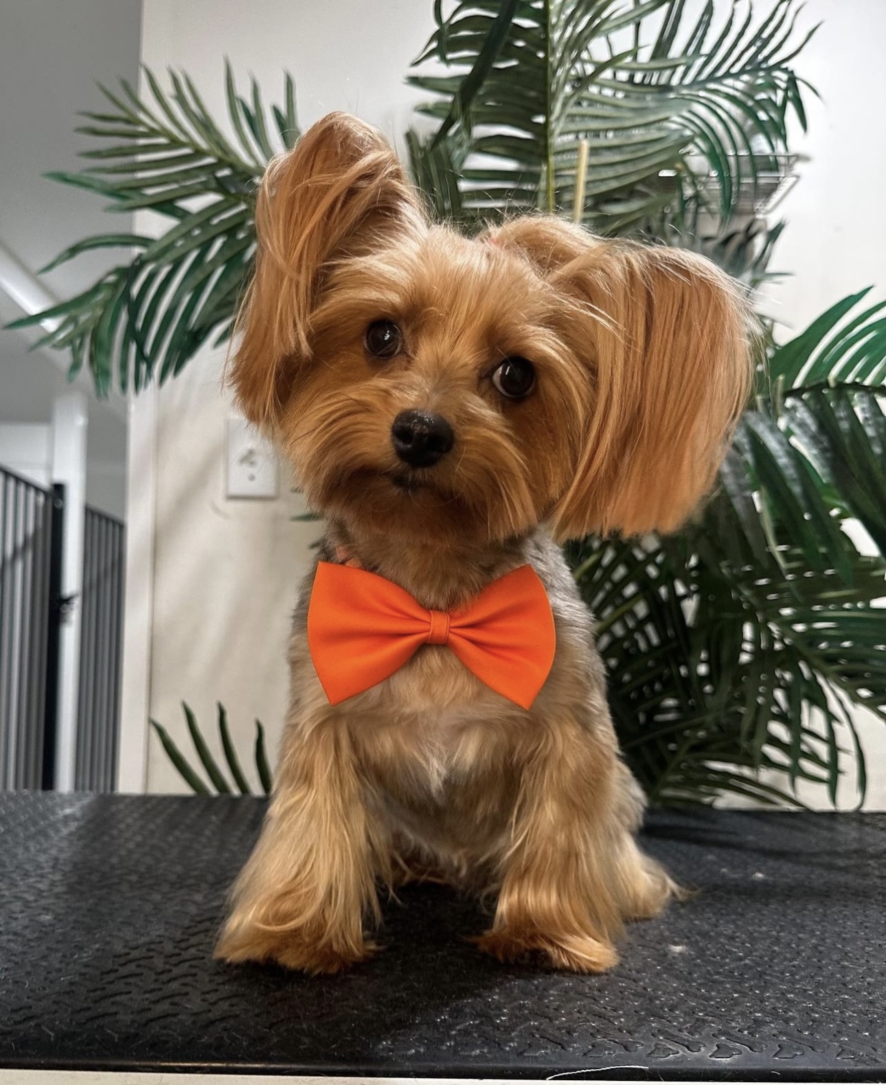 Puppy Island Care & Spa Glendale