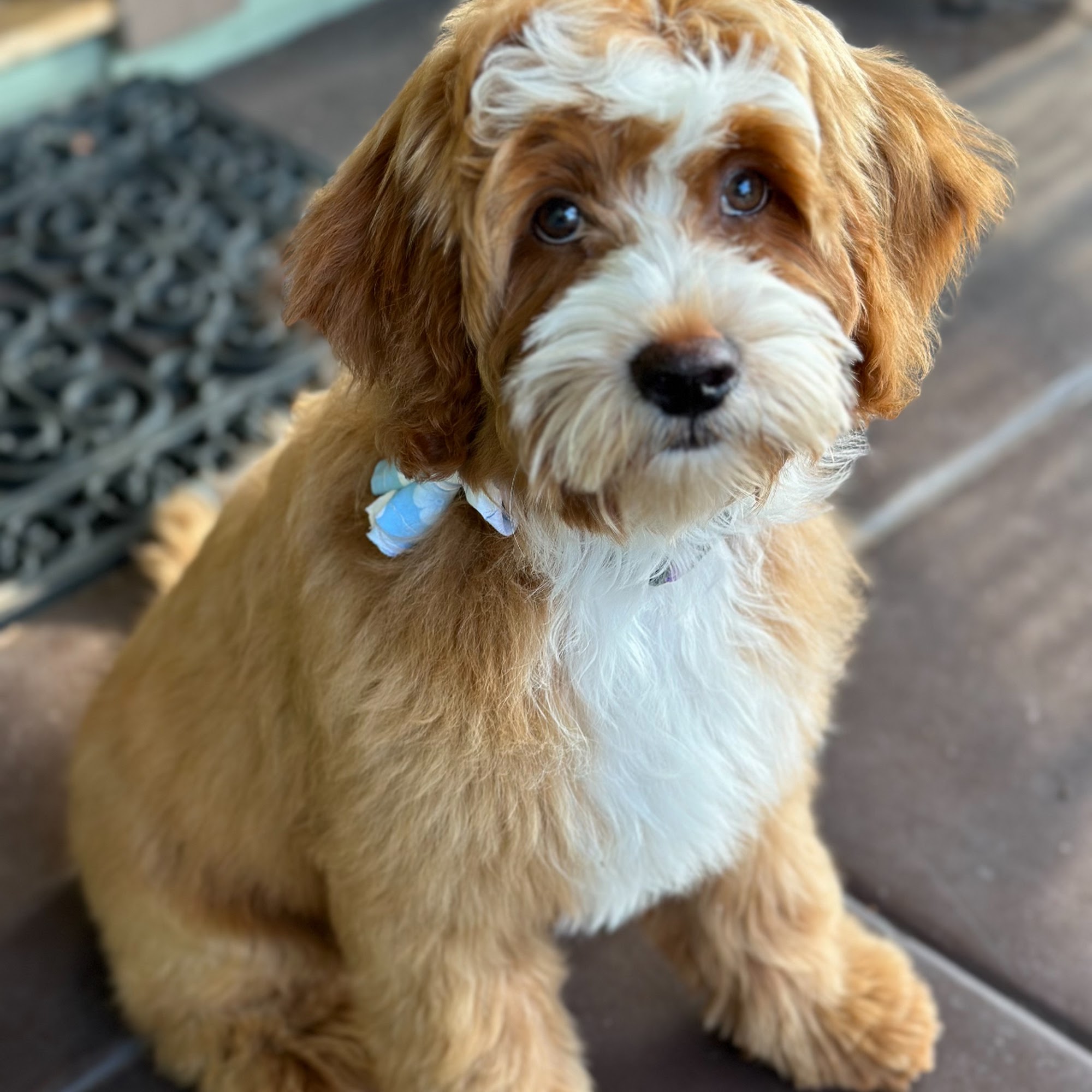 Doodles & Friends By Manny (HighlandPark ) Glendale