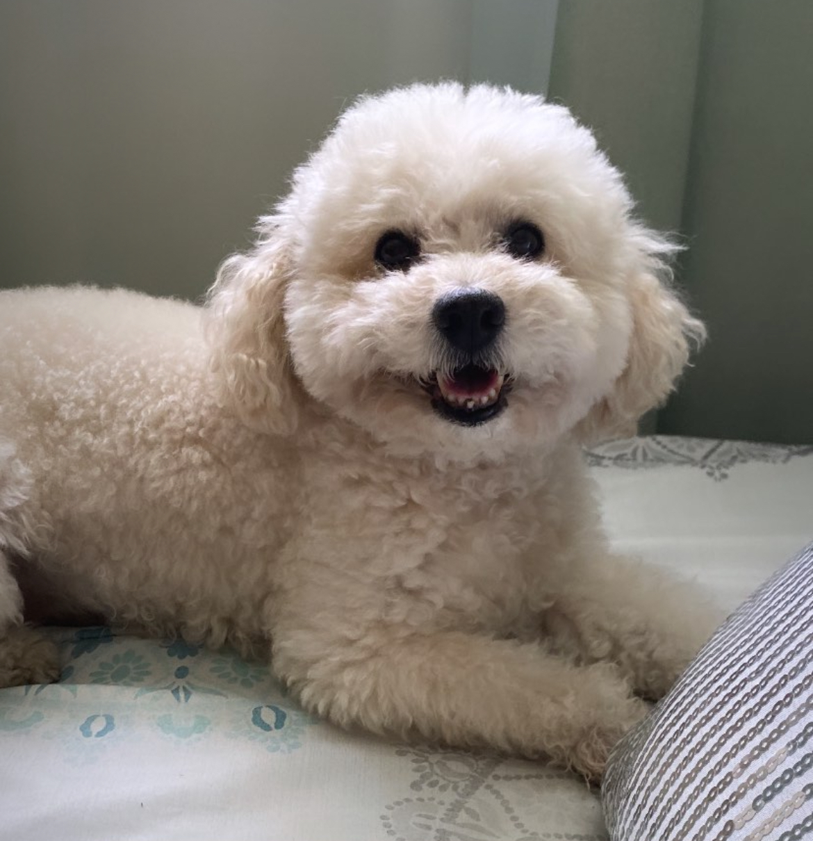 Doodles & Friends By Manny (HighlandPark ) Glendale