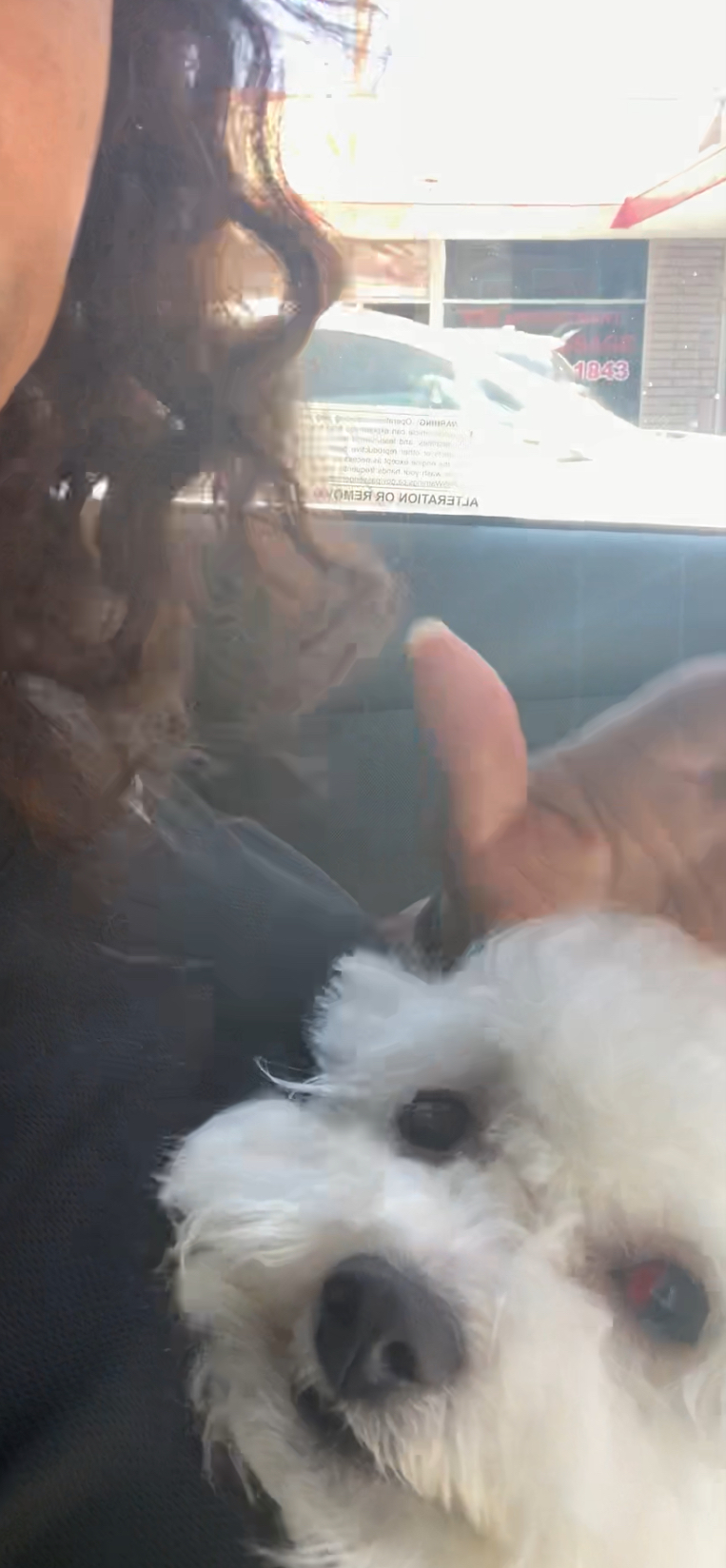 Zoom 2 Groom Glendale