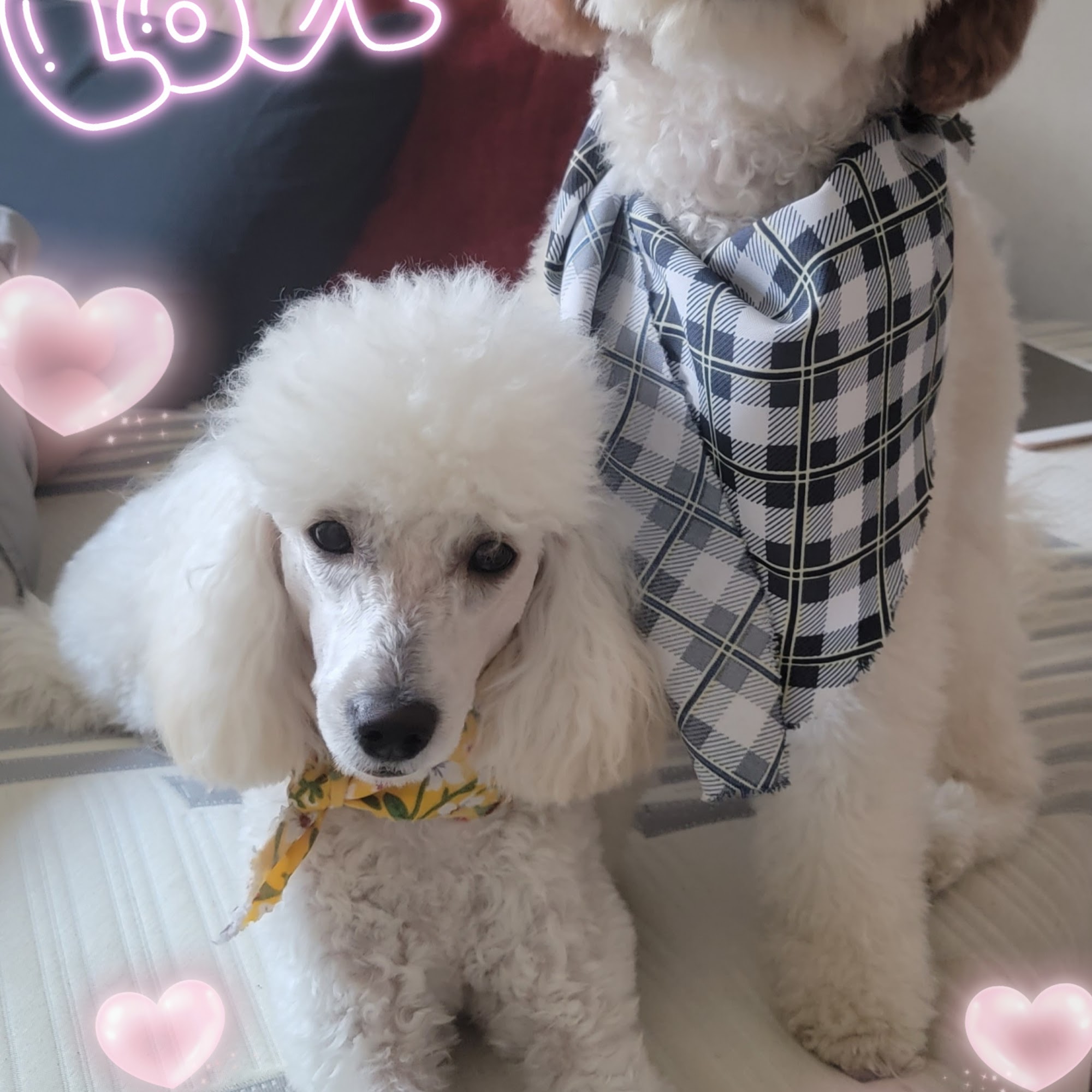 Zoom 2 Groom Glendale