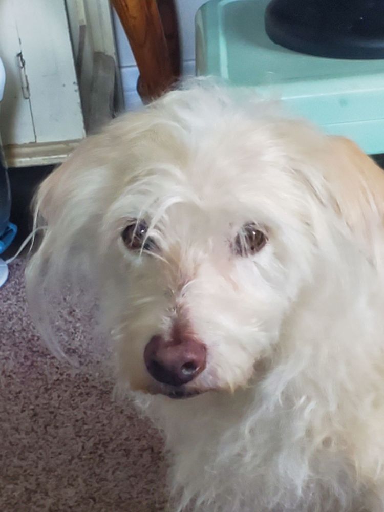 Max's Self-Serve Pet Wash And Grooming Glendale