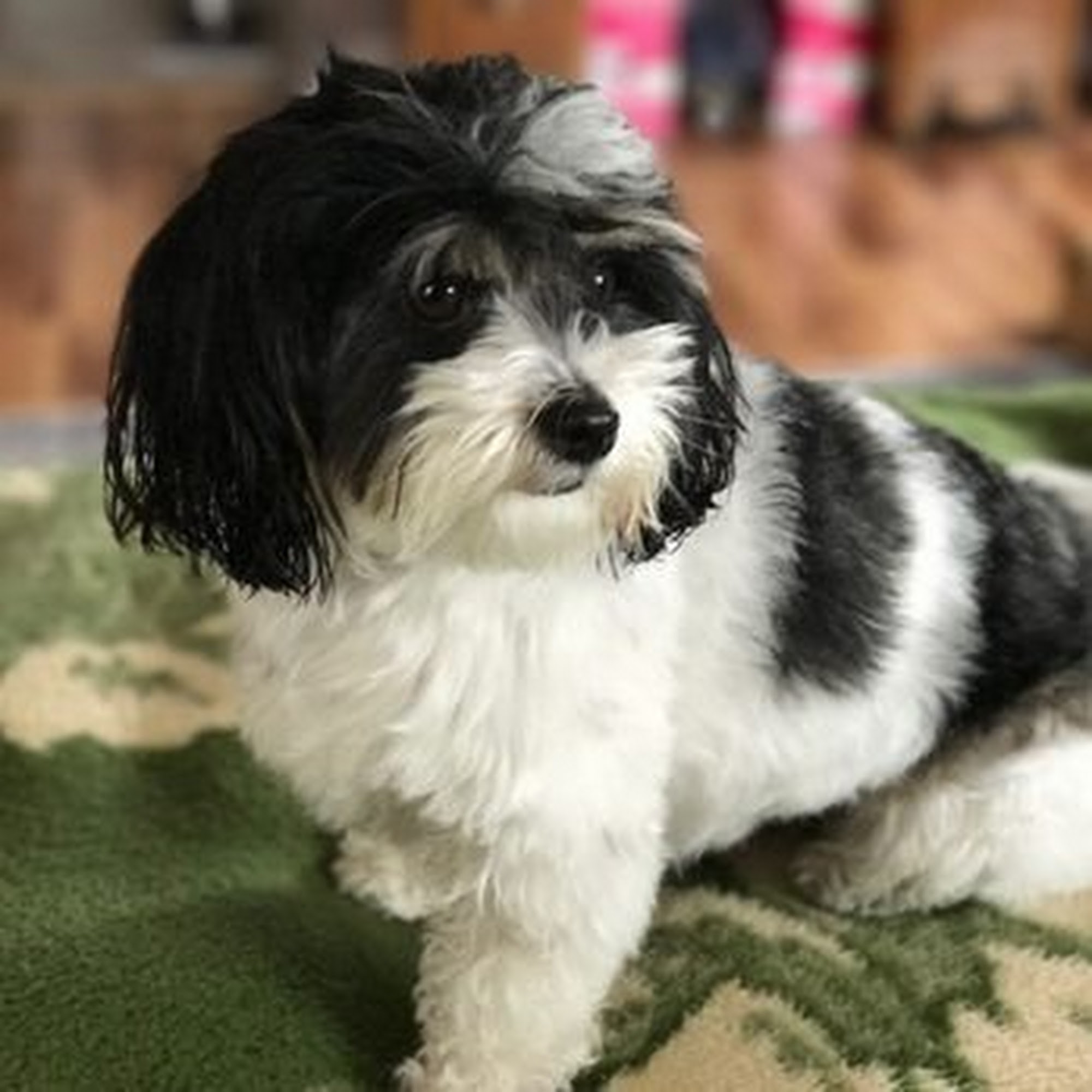 Max's Self-Serve Pet Wash And Grooming Glendale