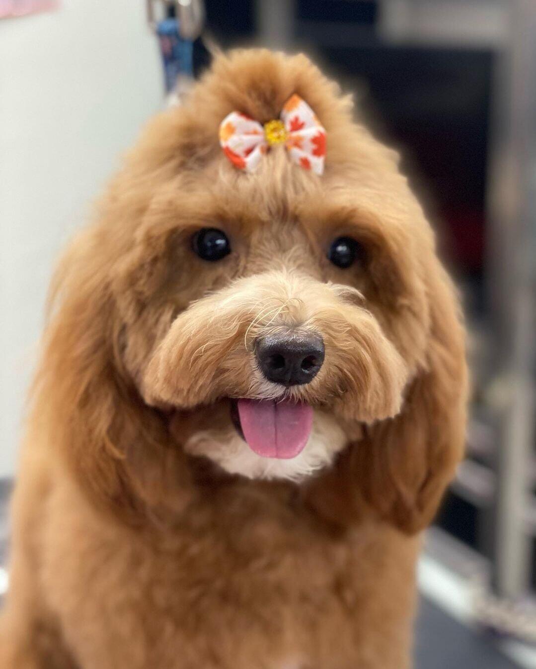 Glendora Pet Spaw and Grooming Glendora