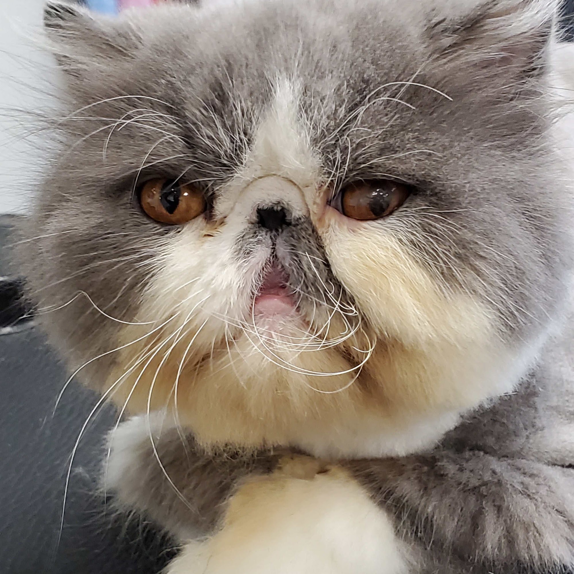 American Pet Resort & Spa Glendora