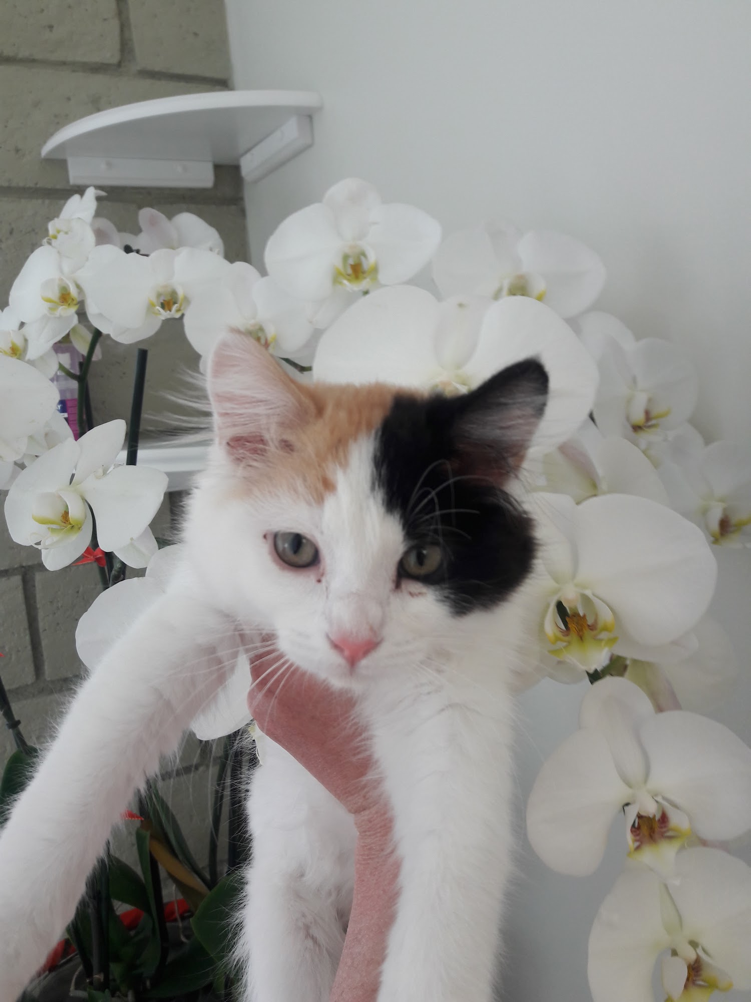 Glendora Pet Care Center Glendora