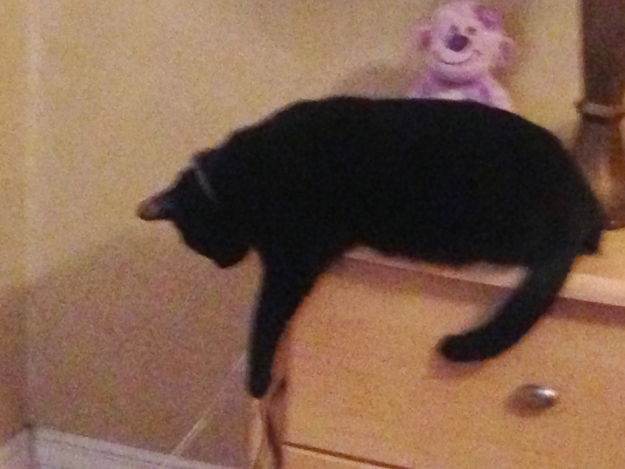 Stacy's Critter Sitters Glendora