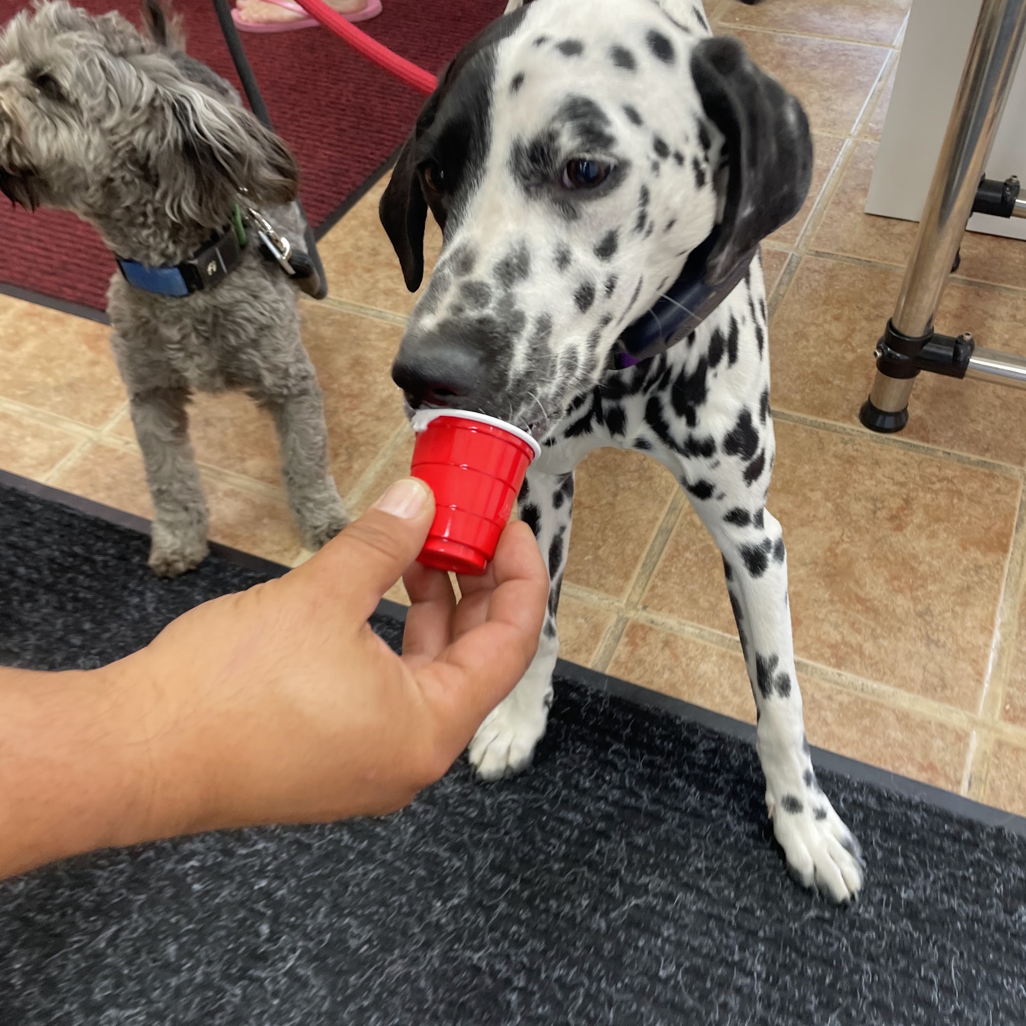 Luna's Dog Wash Glendora