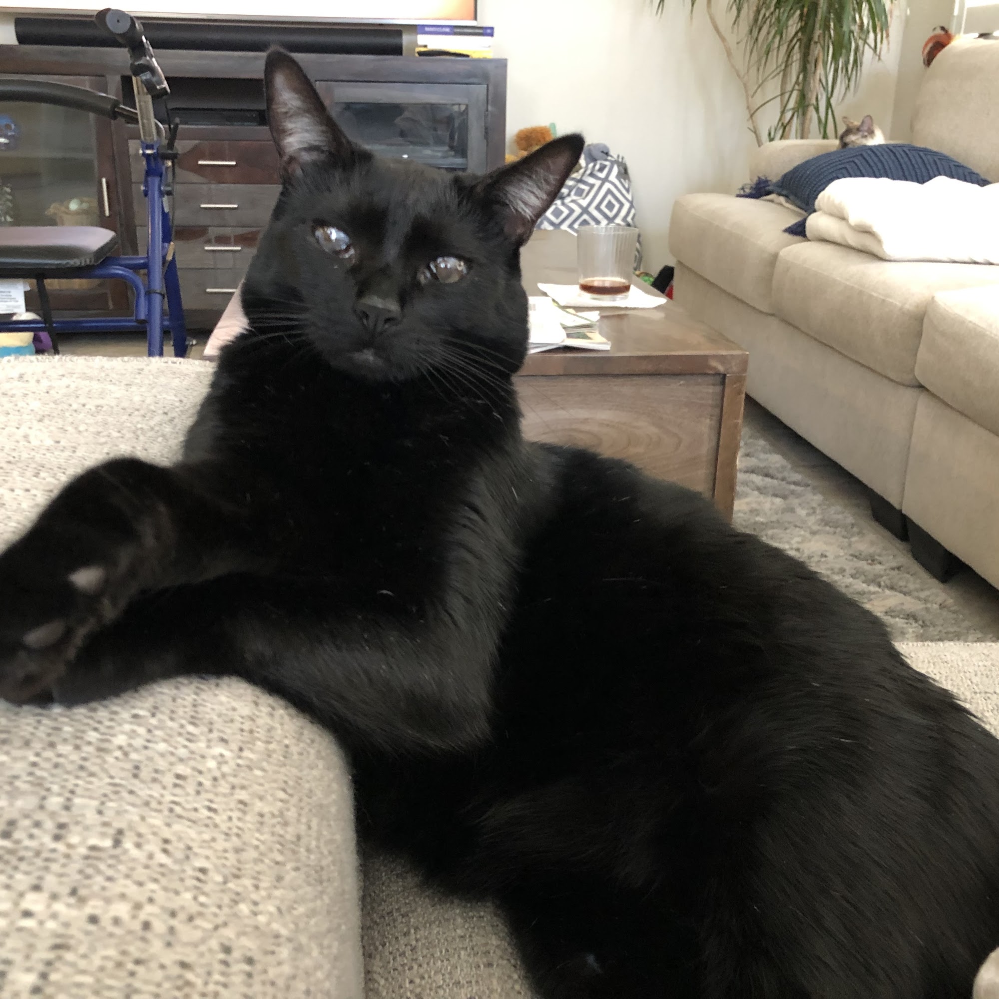 Gold River Pet Hospital Gold River