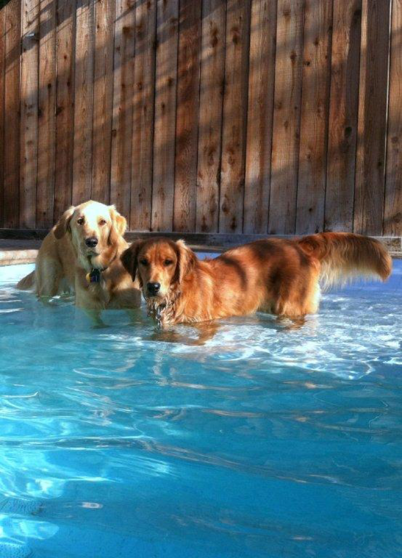 Dioji K-9 Resort & Athletic Club Goleta