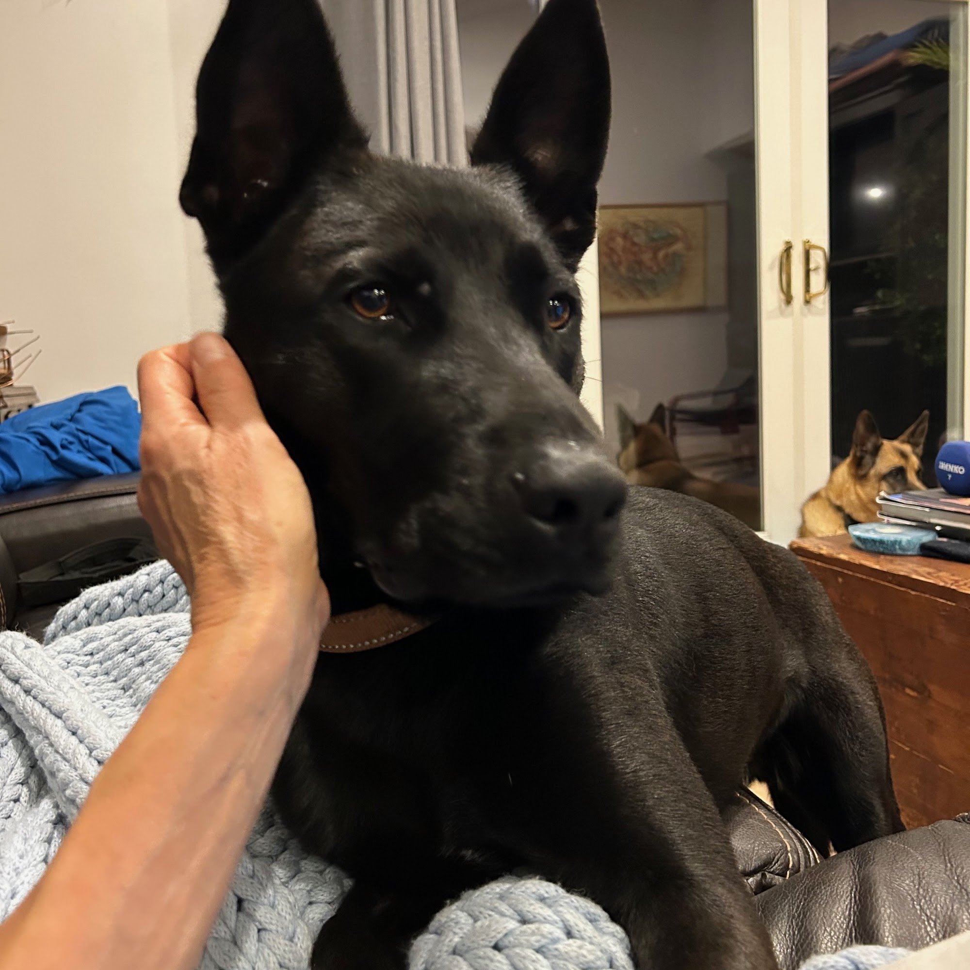 Goleta Airport Pet Hospital Goleta