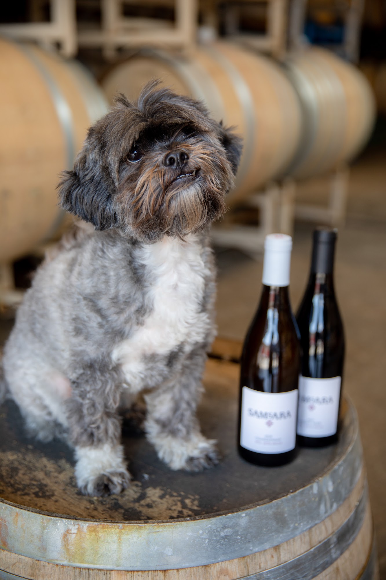 SAMsARA Wine Co. Goleta