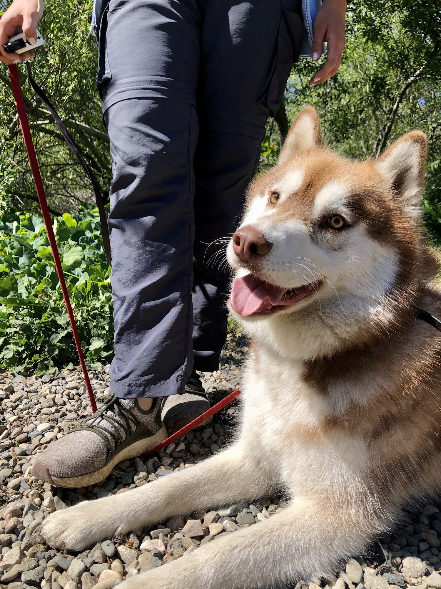 Elite Pup Training Goleta