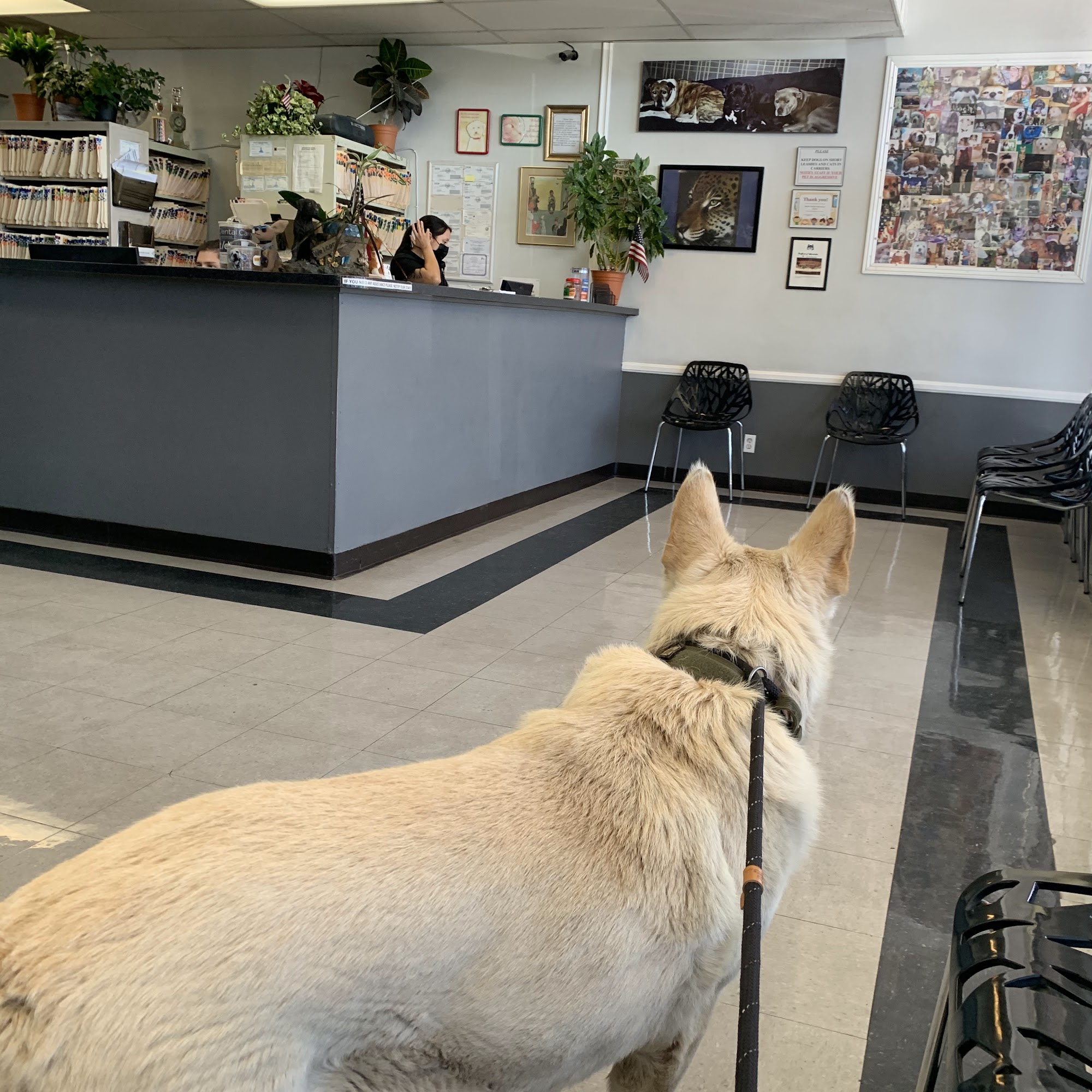 North Valley Veterinary Clinic Granada Hills