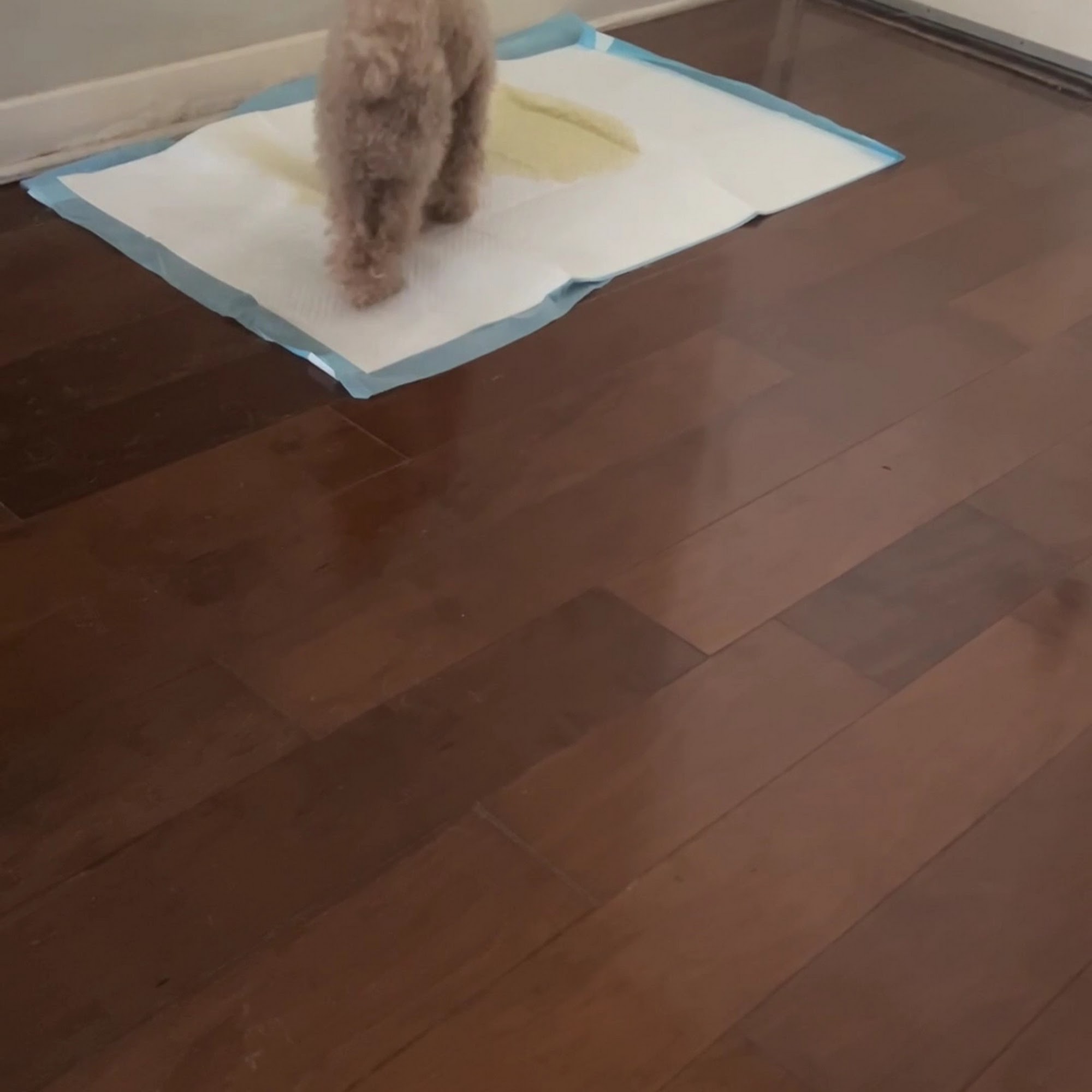 Mission Veterinary Clinic and Animal Emergency Hospital Granada Hills