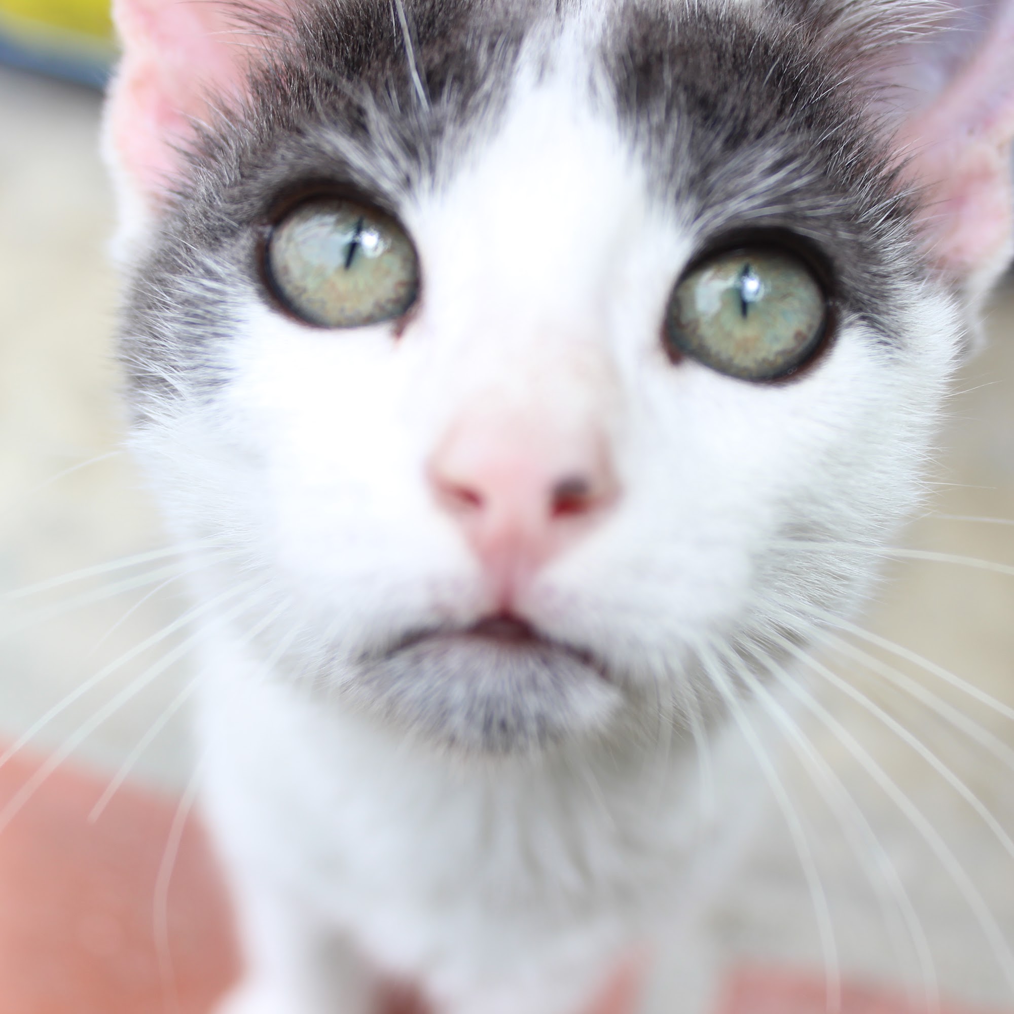 Balboa Veterinary Medical Center Granada Hills