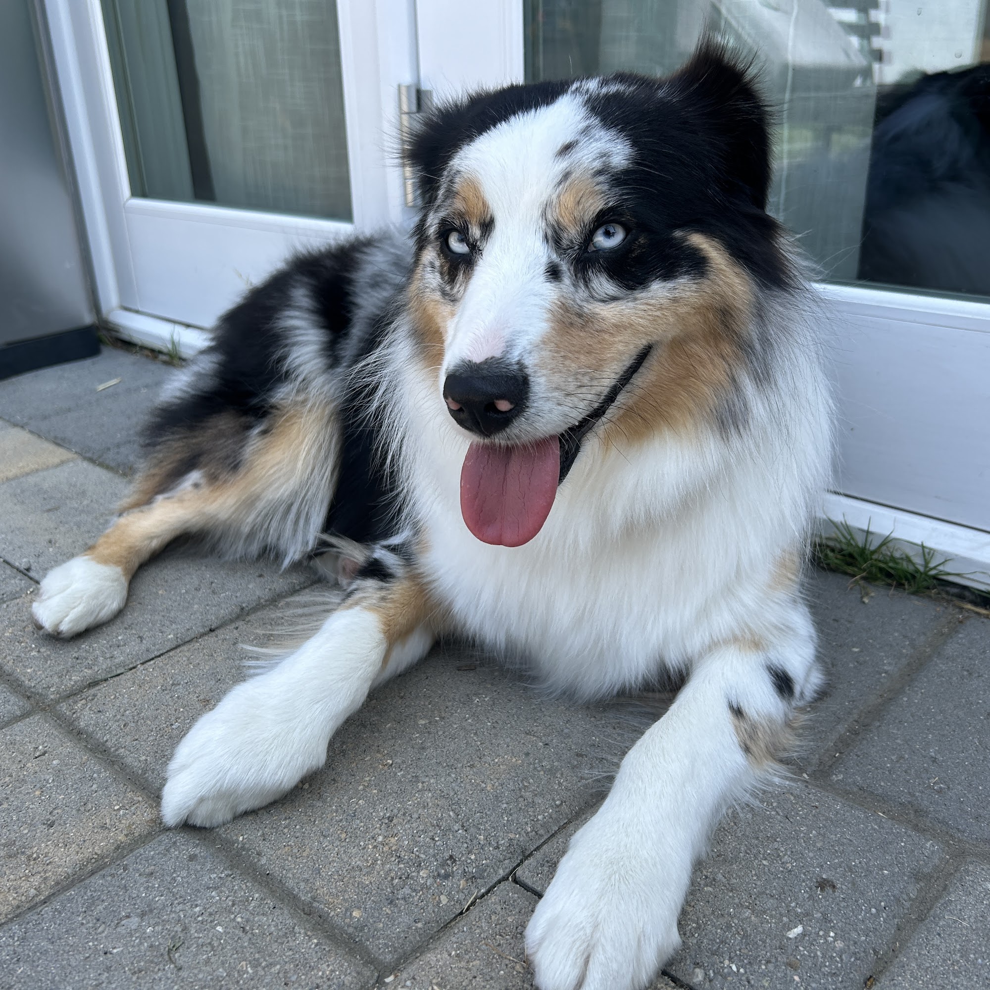 Puppy Palace Granada Hills