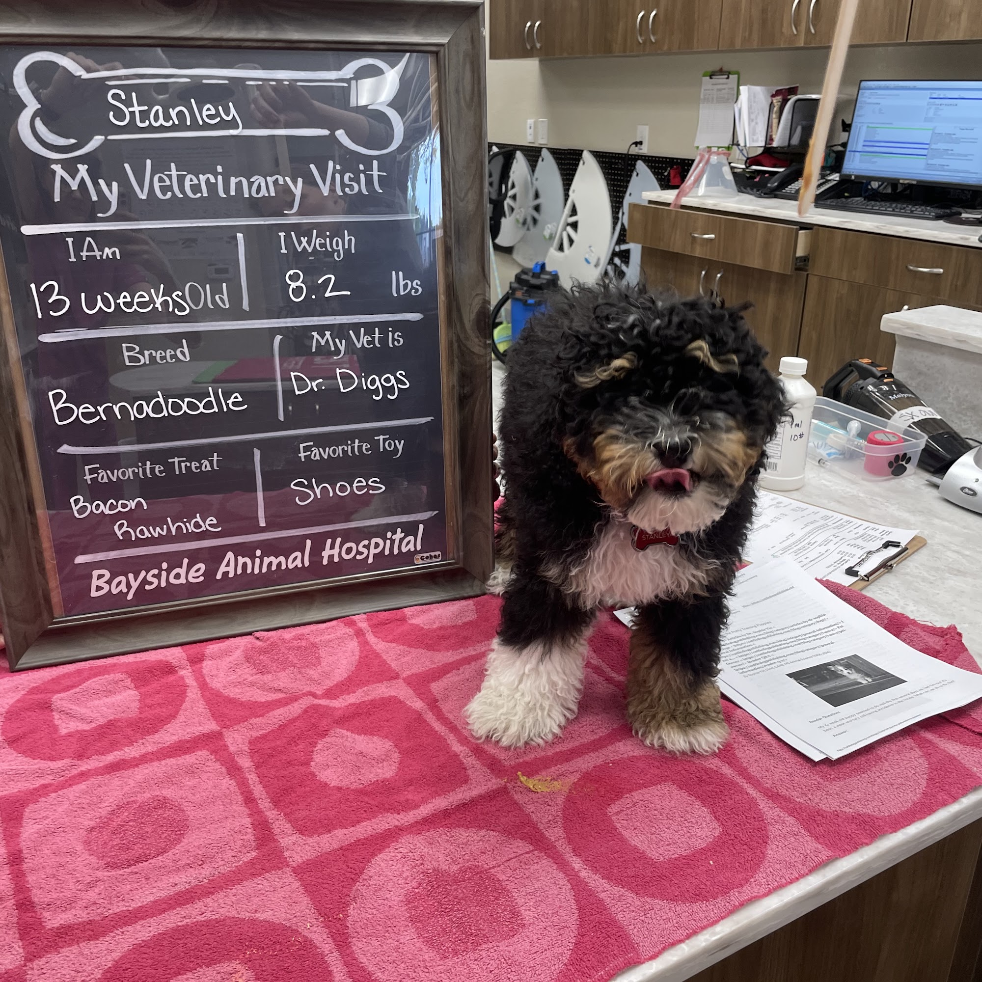 Bayside Animal Hospital Granite Bay