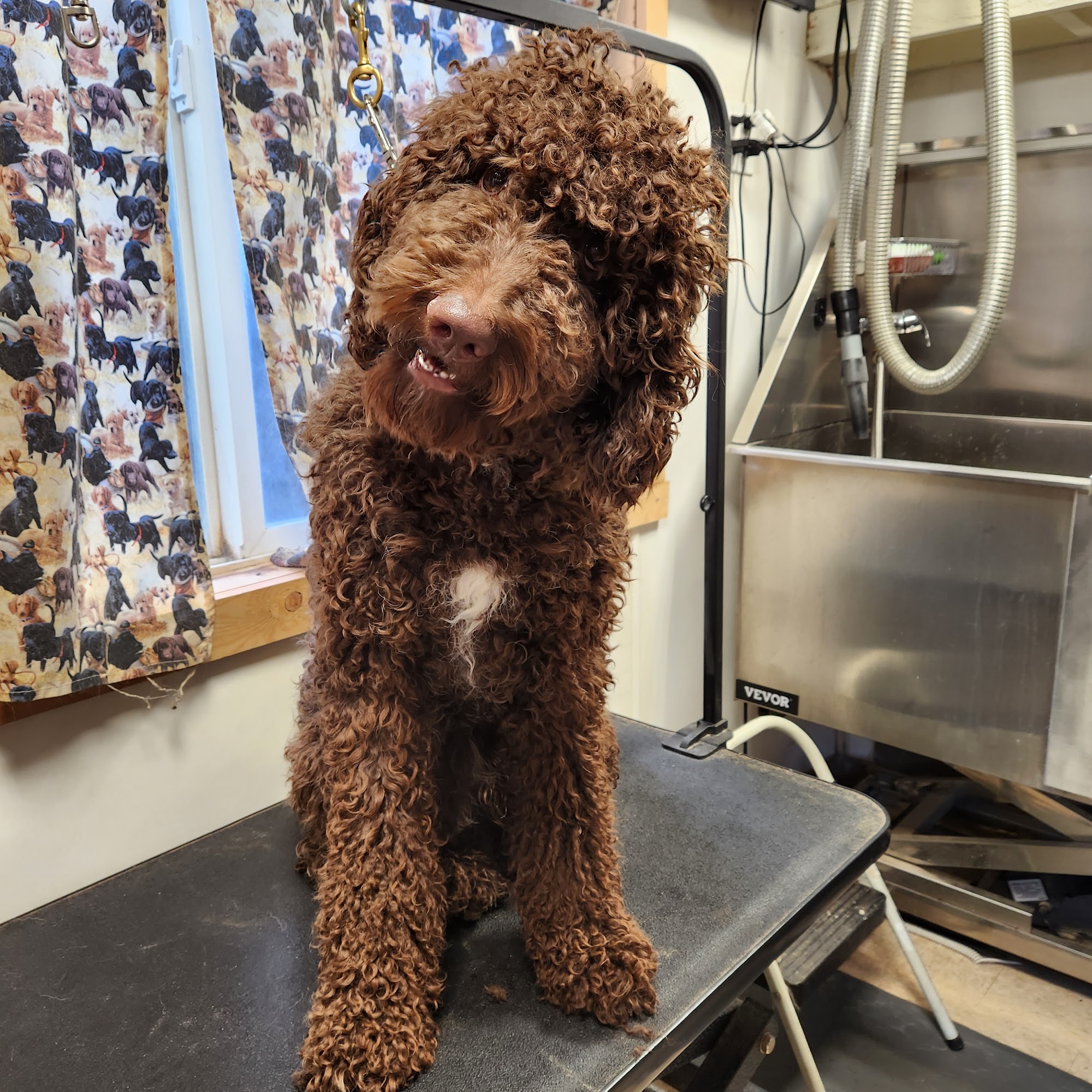 Grass Valley Veterinary Hospital Grass Valley