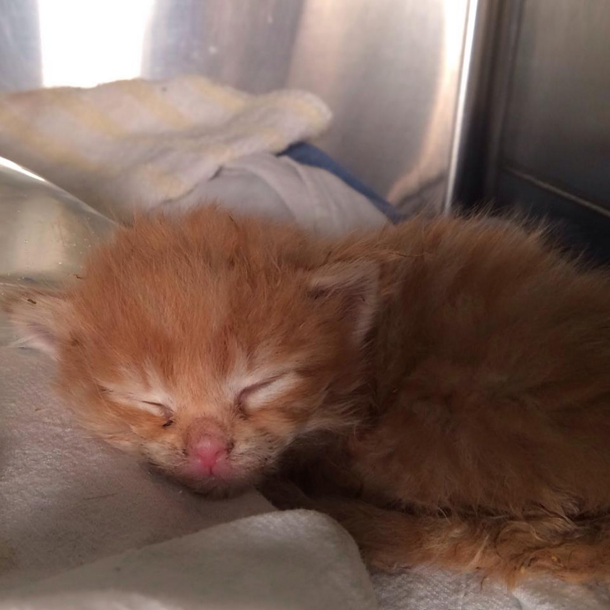 Brighton Greens Veterinary Hospital Grass Valley