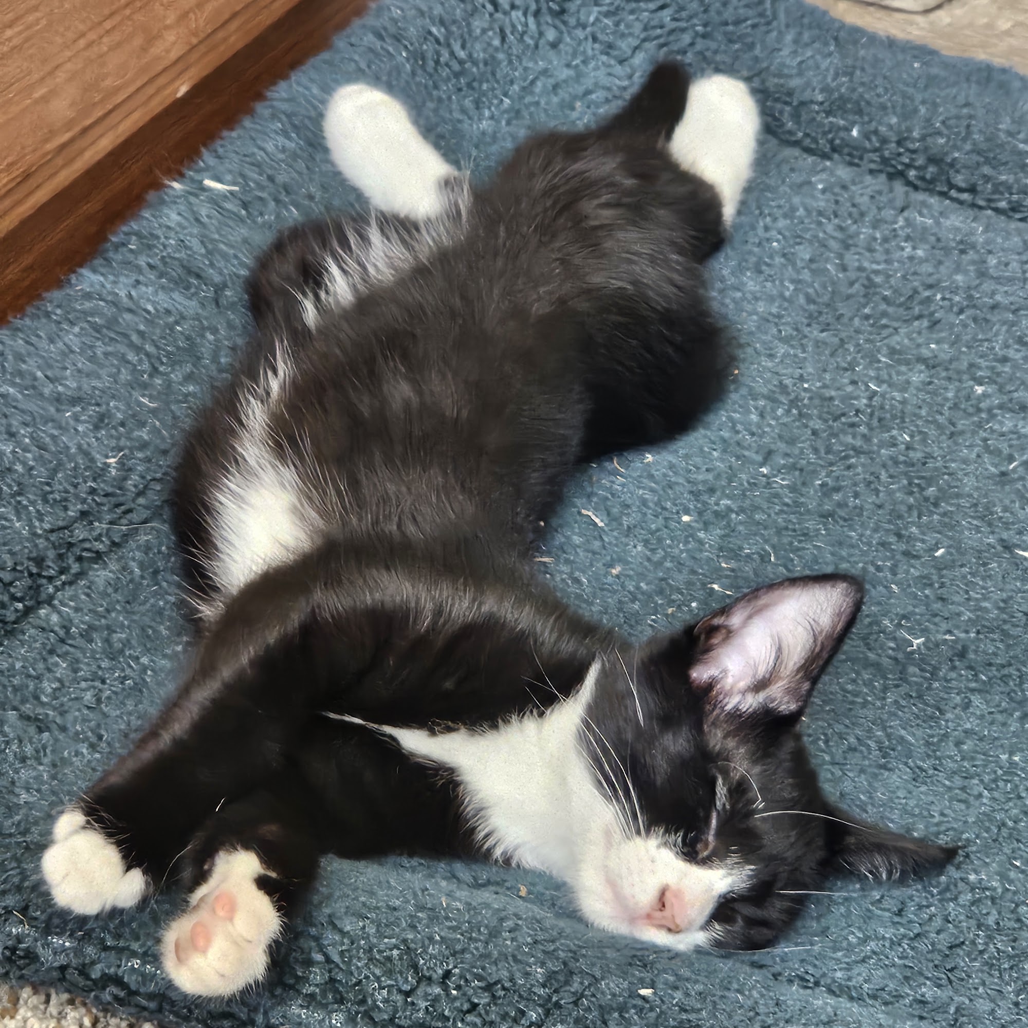 AnimalSave -Spay & Neuter Clinic Grass Valley