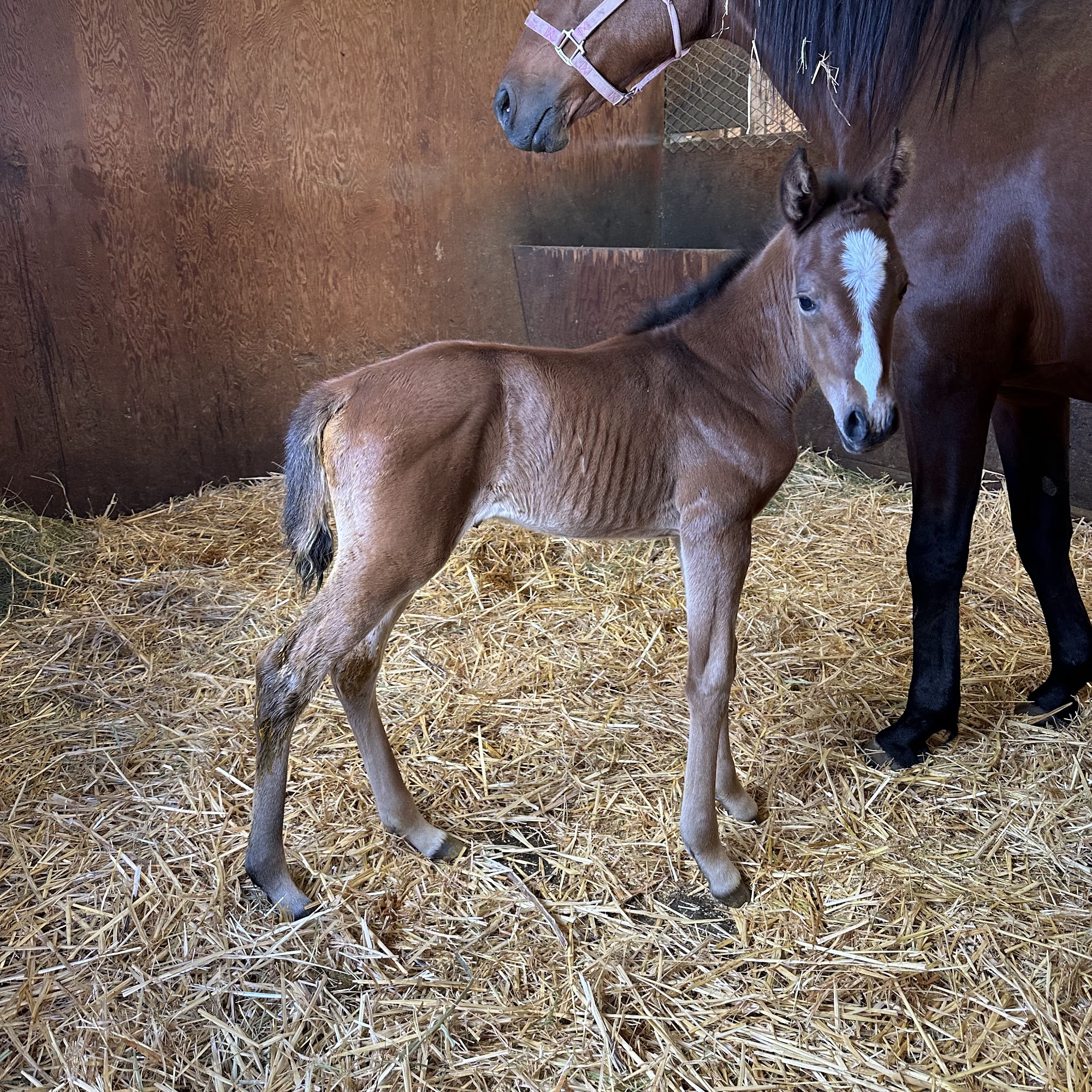 Bear River Mobile Vet Services Inc Grass Valley