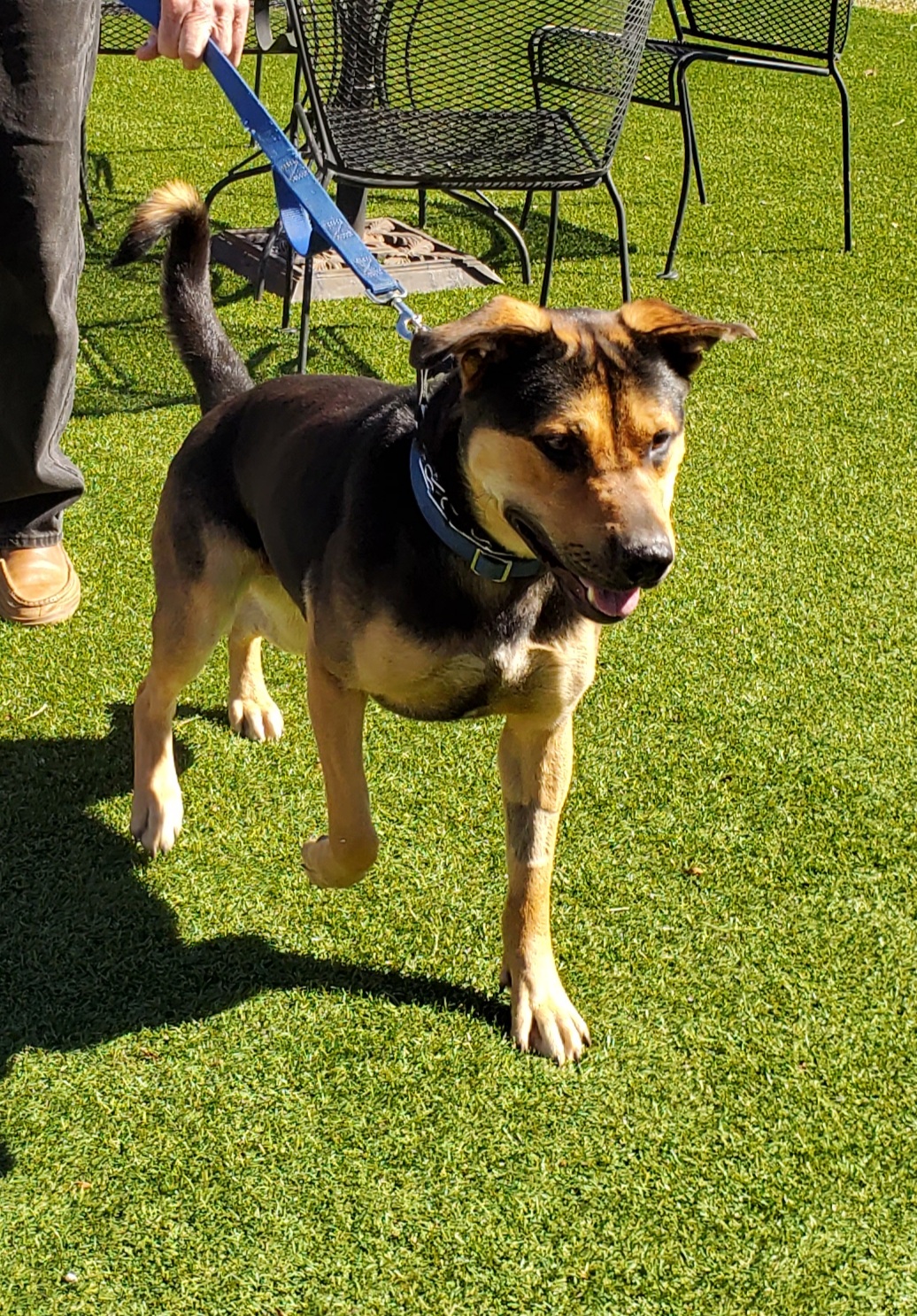 Sammie's Friends, Nevada County Animal Shelter Grass Valley