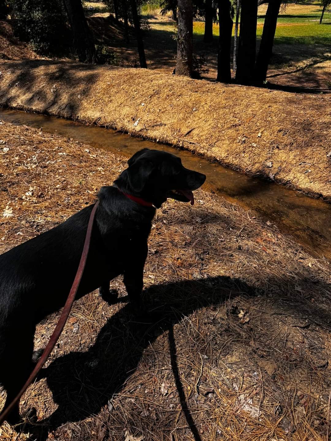 Kennels Grass Valley