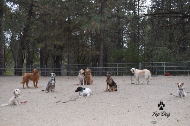 Top Dog Obedience Grass Valley