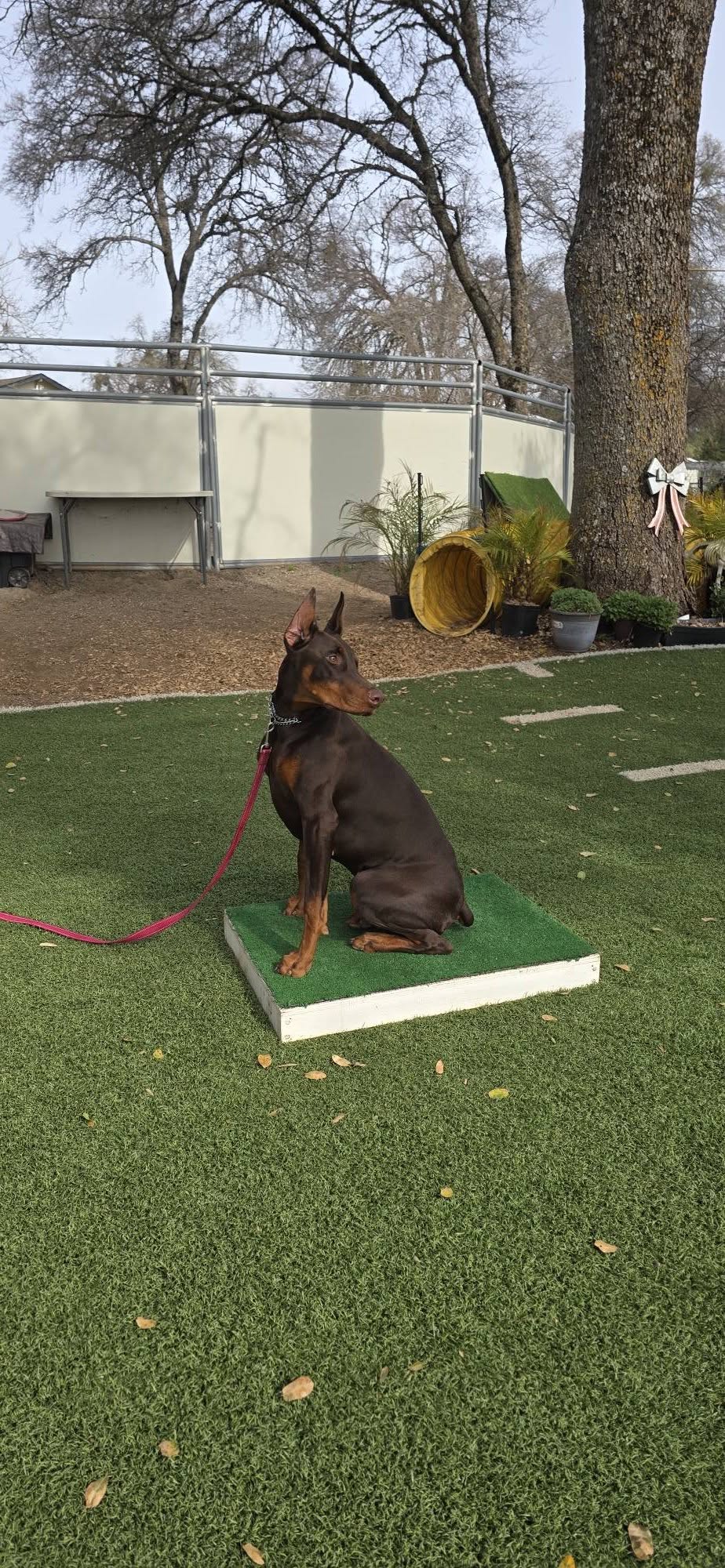 Top Dog Obedience Grass Valley