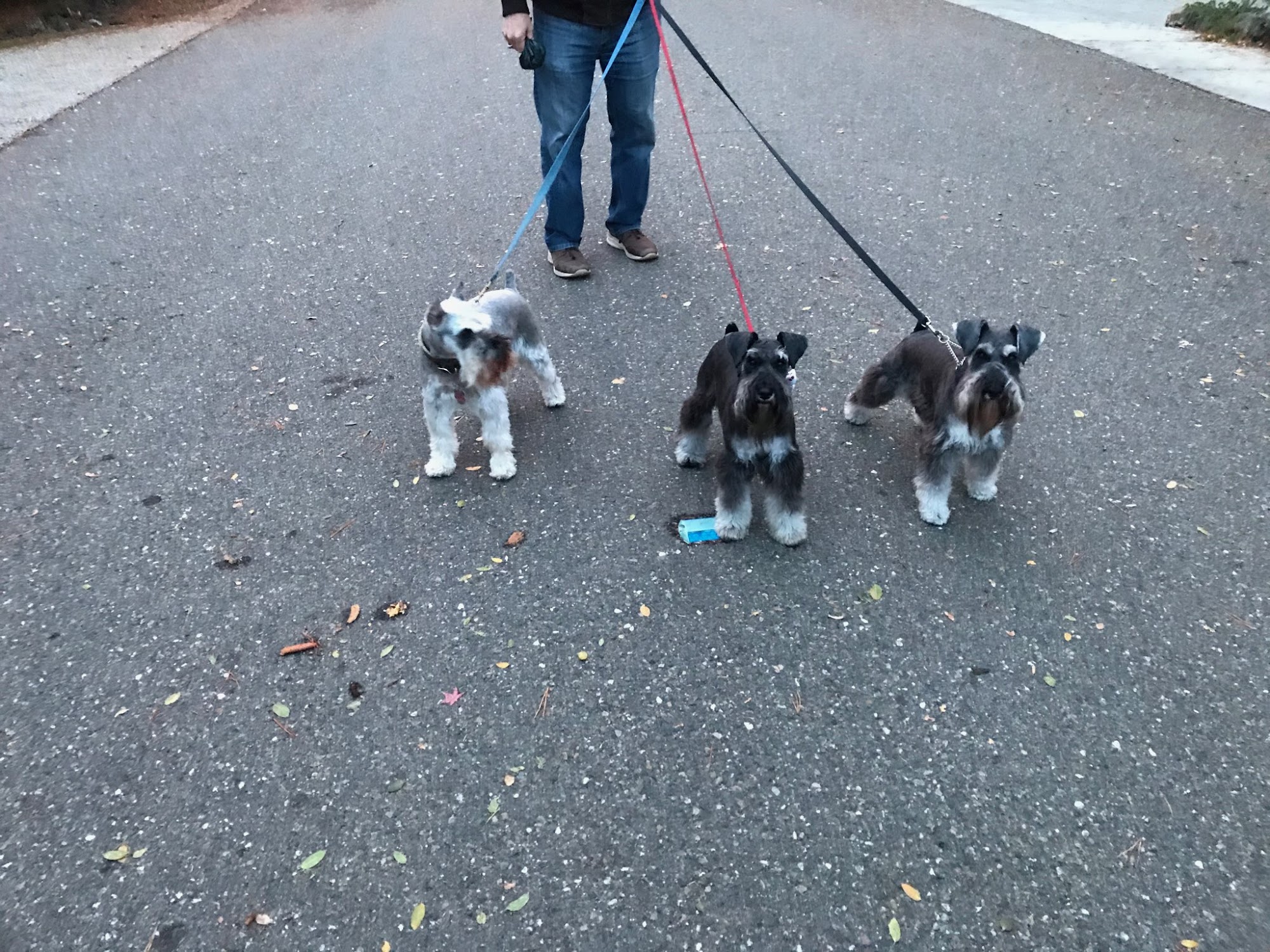 Soggie Doggie and Self-Wash Grass Valley