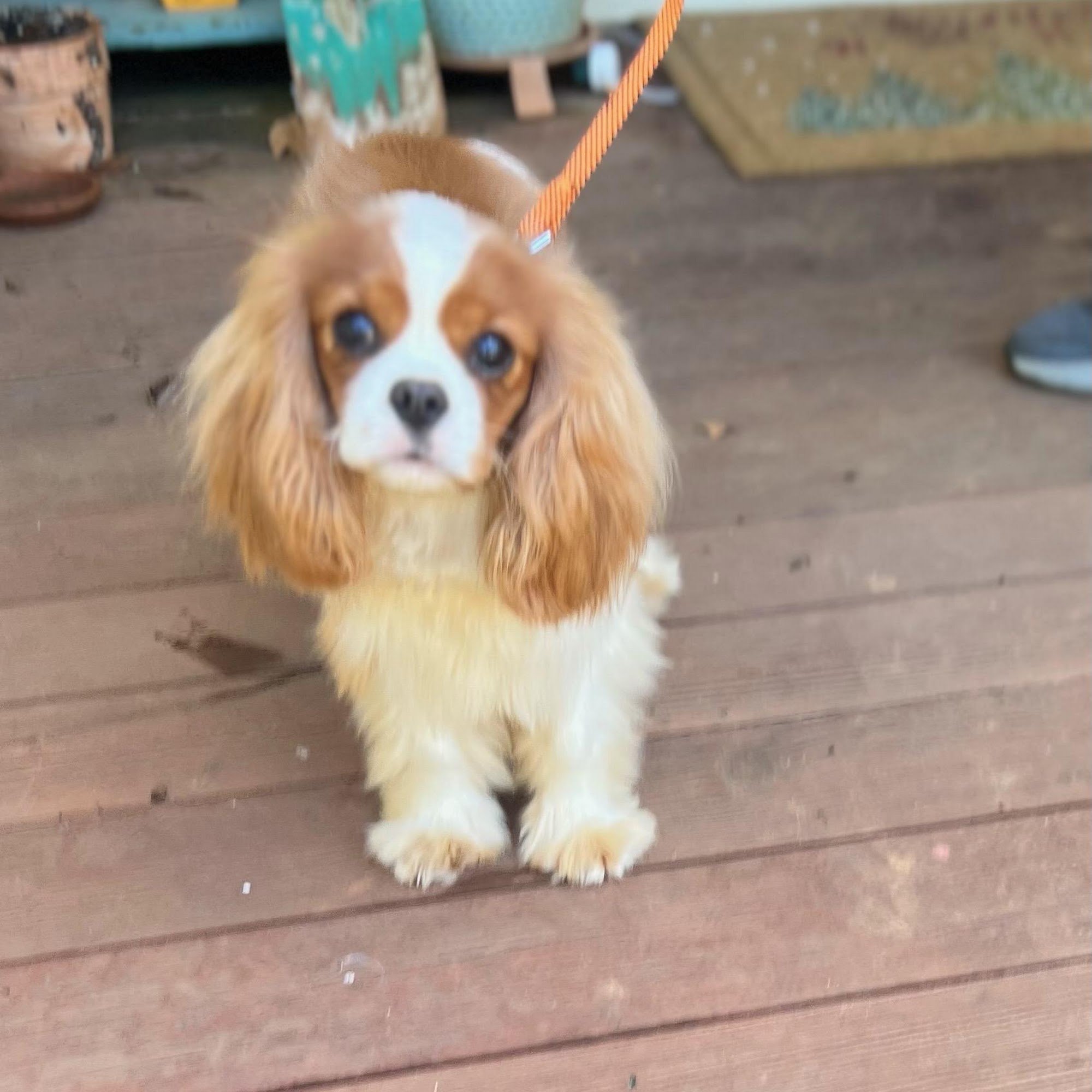 Cavalier Companions Grass Valley, California Grass Valley