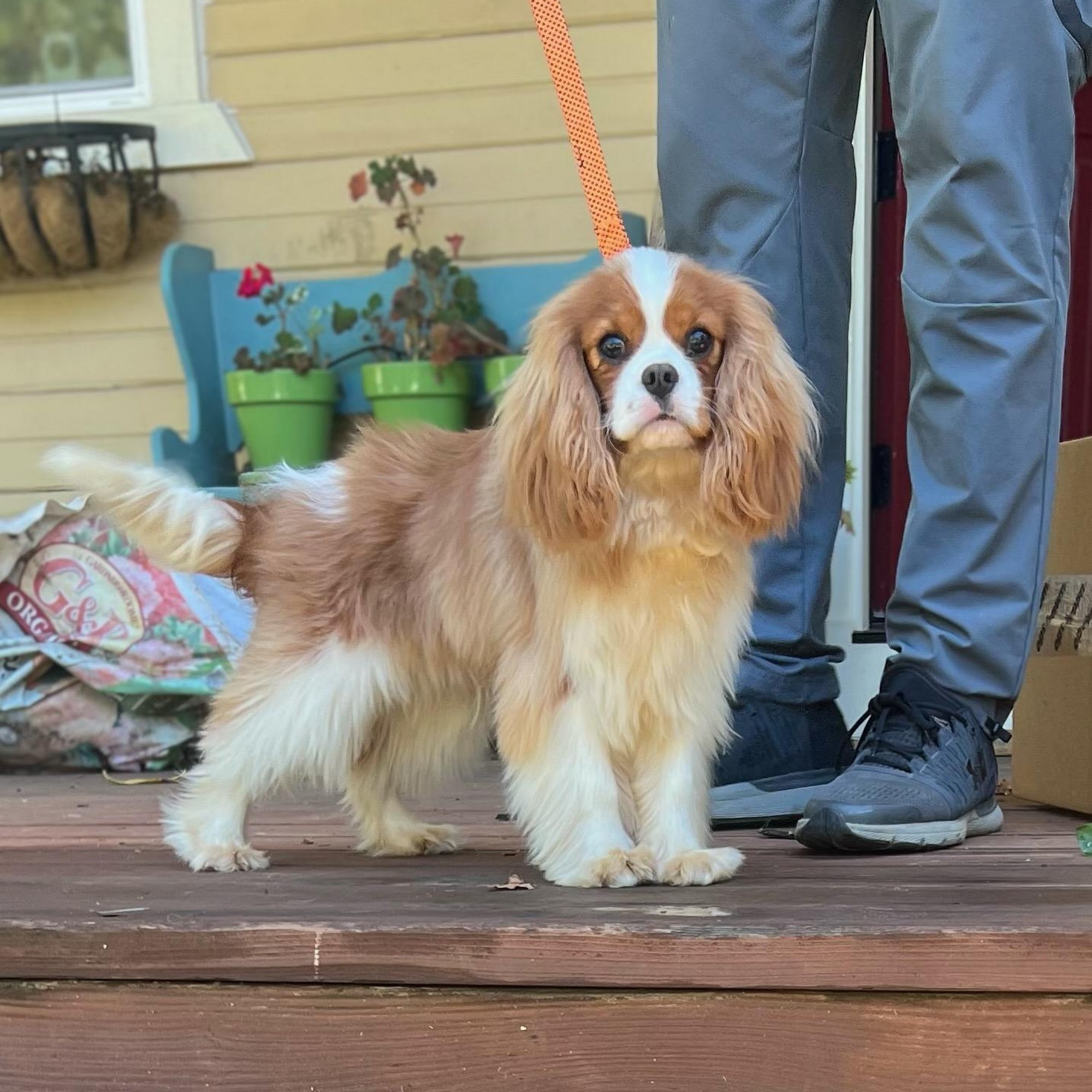 Cavalier Companions Grass Valley, California CA-49, Grass Valley California 95949