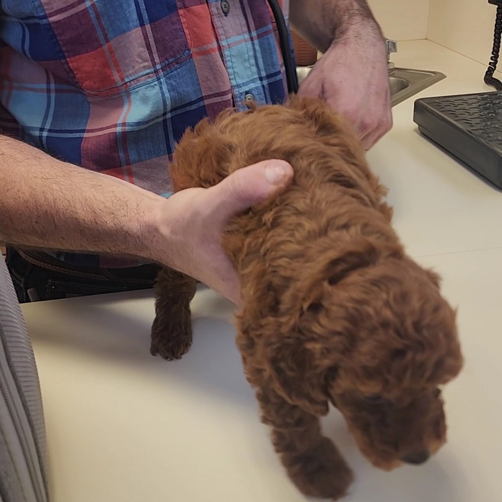 Milbradt Veterinary Hospital Gridley