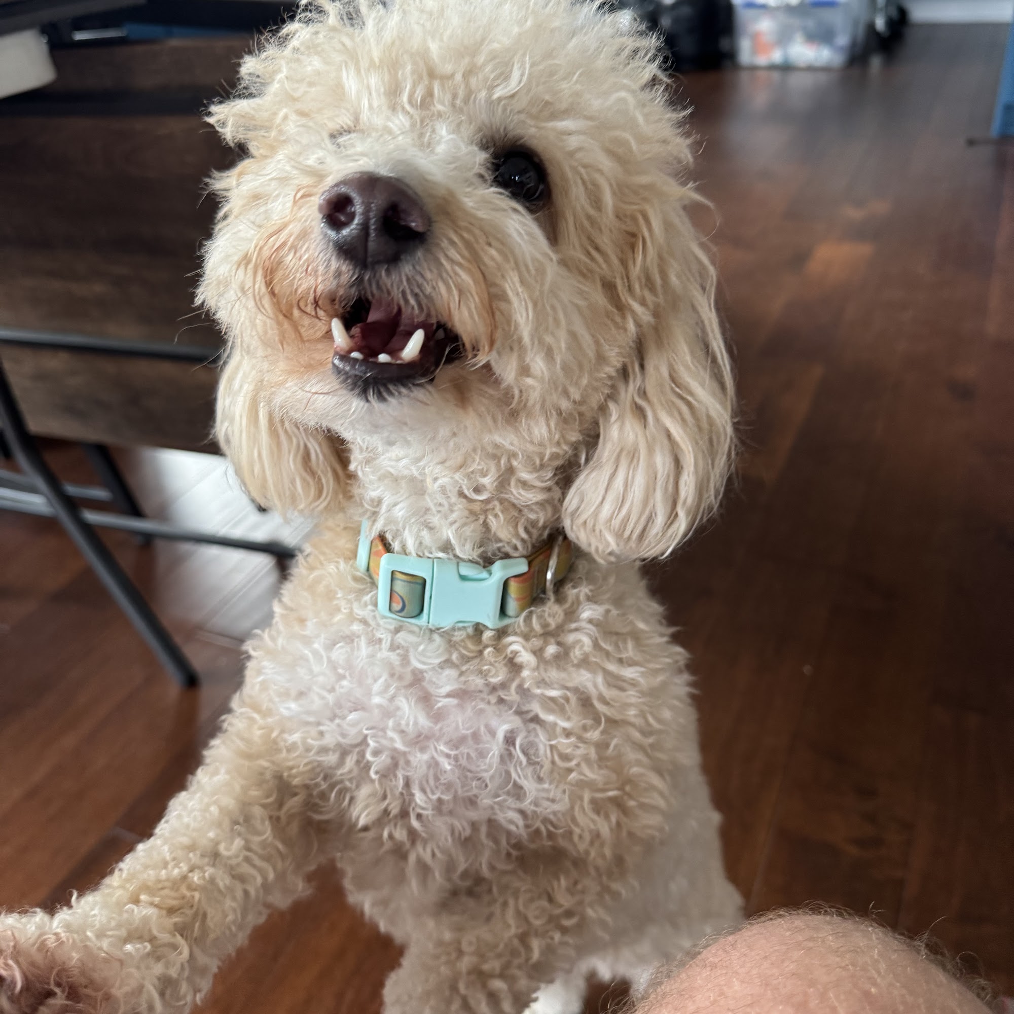 Oak Park Veterinary Clinic Grover Beach