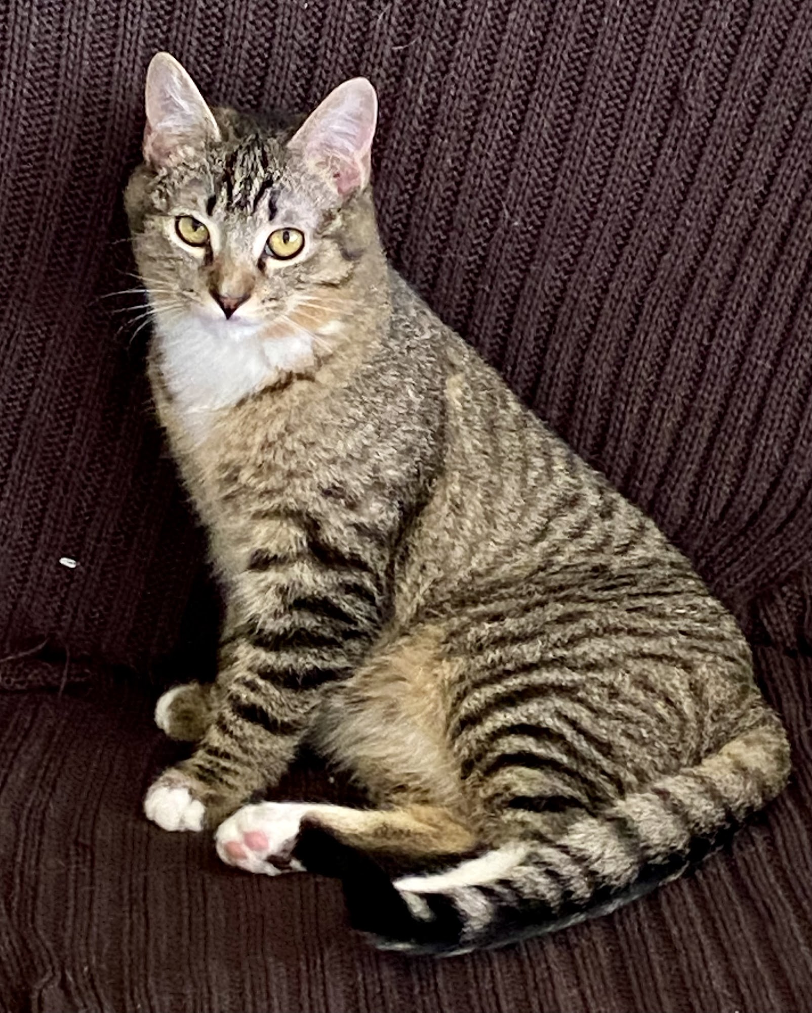 Gualala Veterinary Clinic Gualala