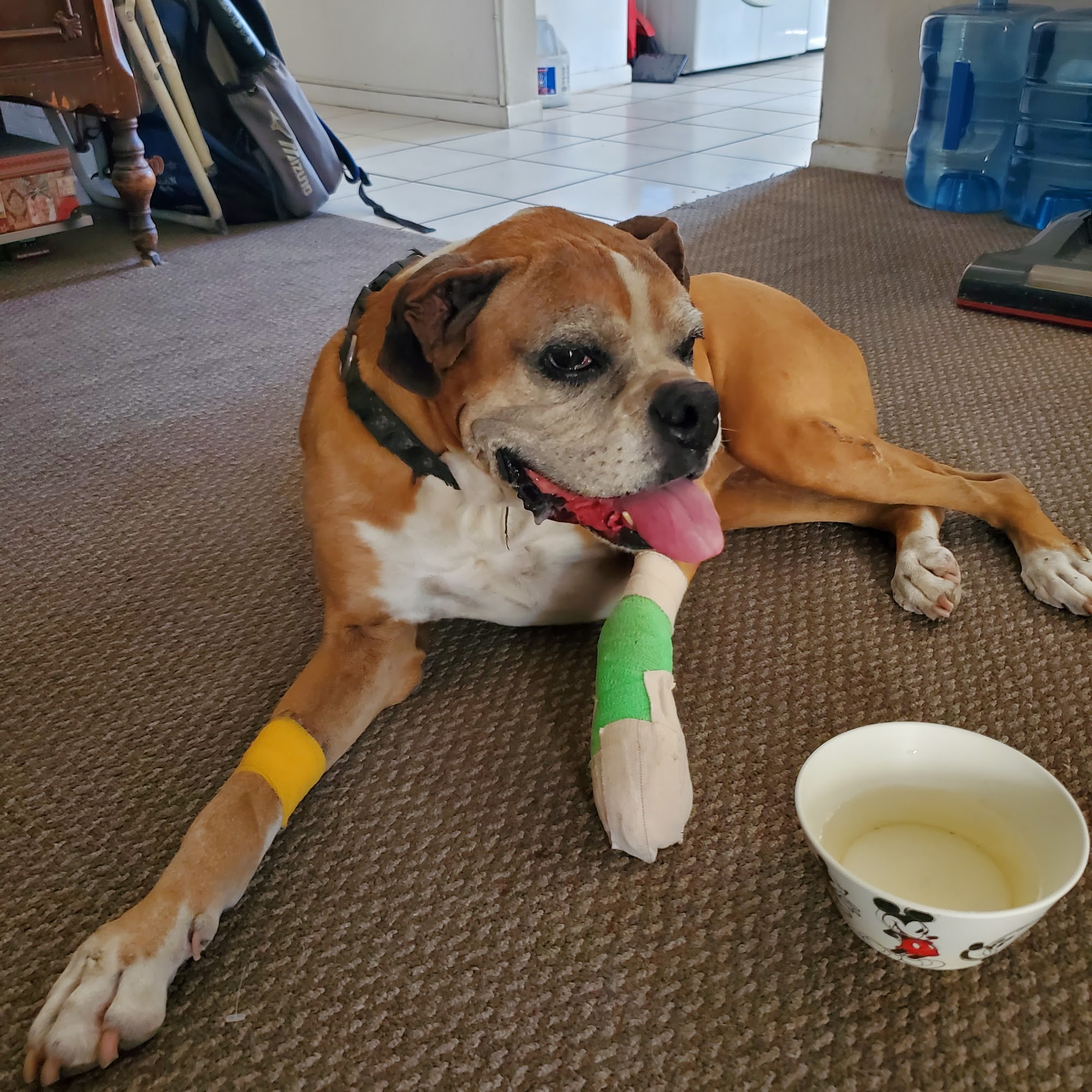 St Francis Animal Hospital Hacienda Heights