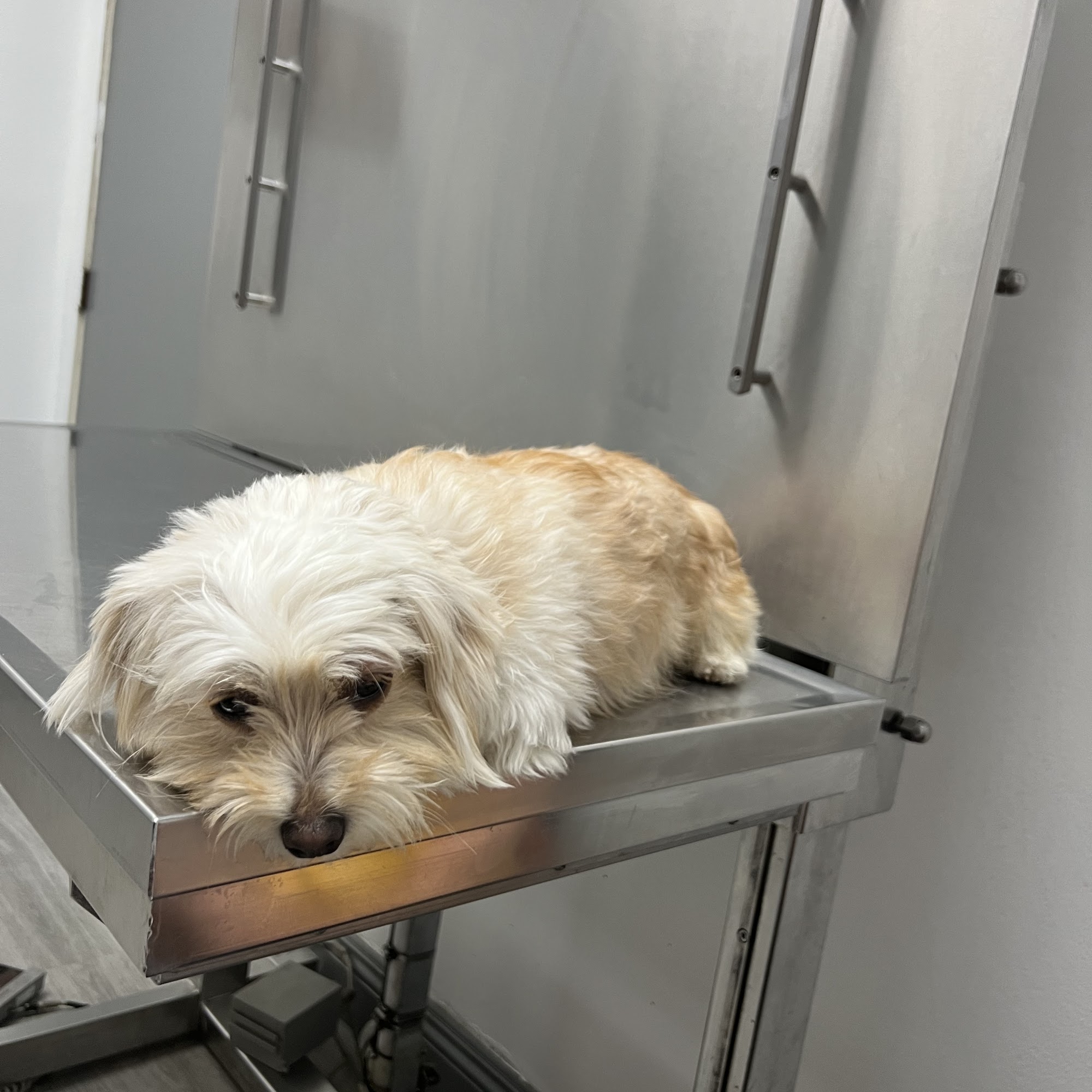 Colima Animal Hospital Hacienda Heights