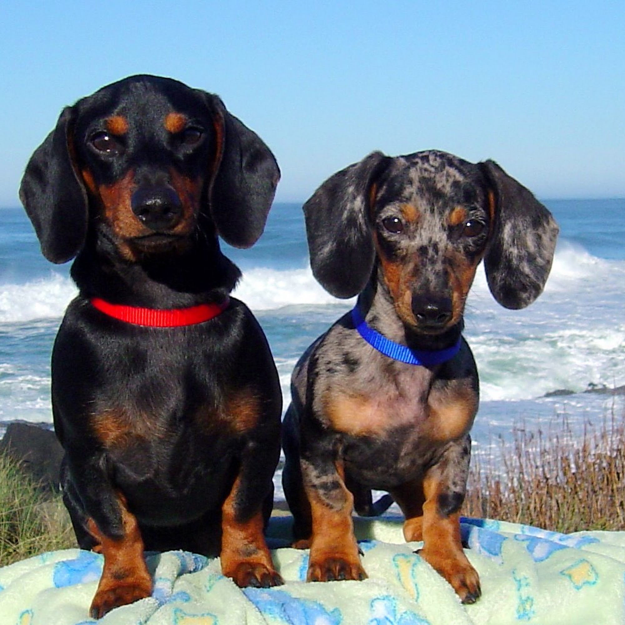 Coastside Veterinary Clinic, Inc. Half Moon Bay