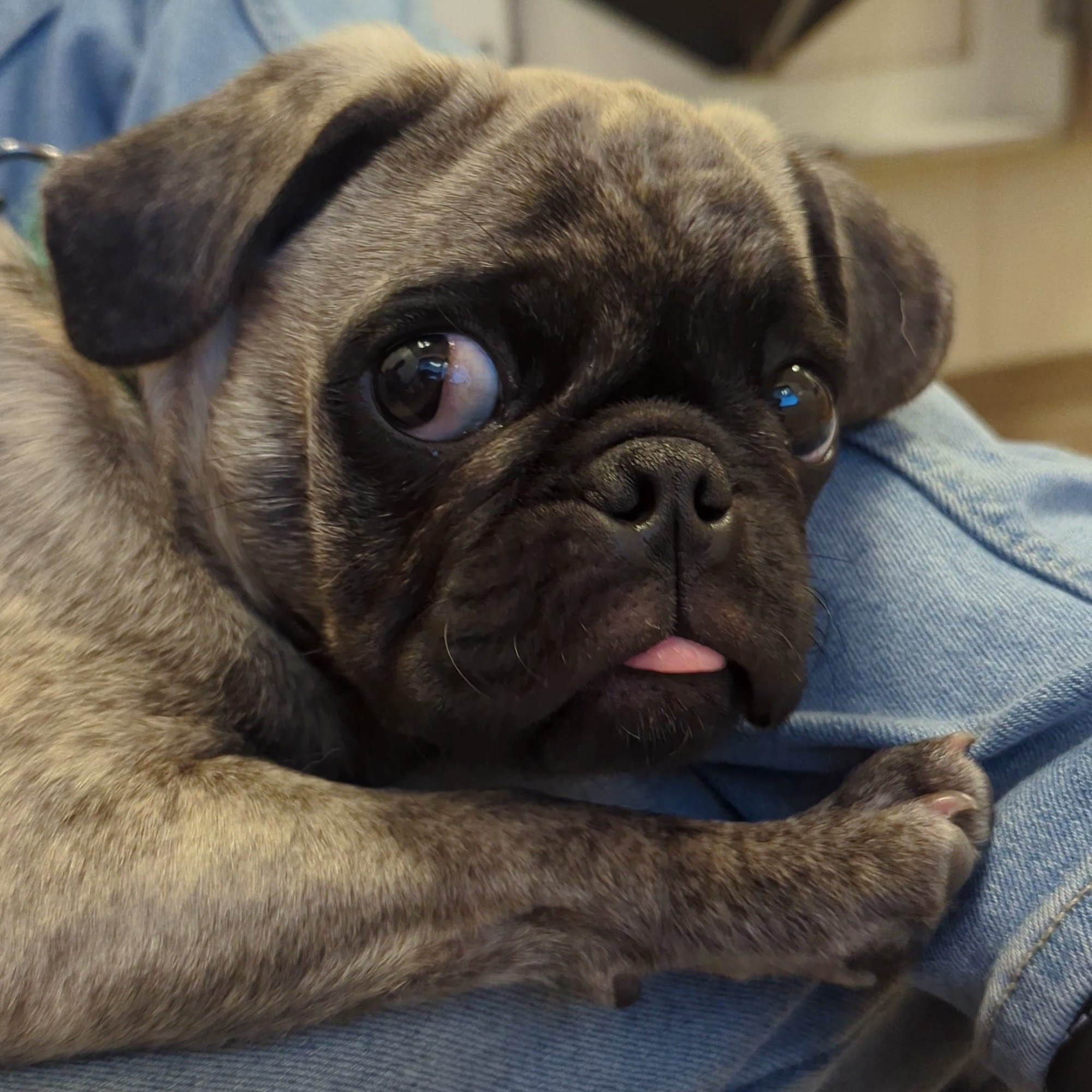 Hanford Veterinary Hospital Hanford