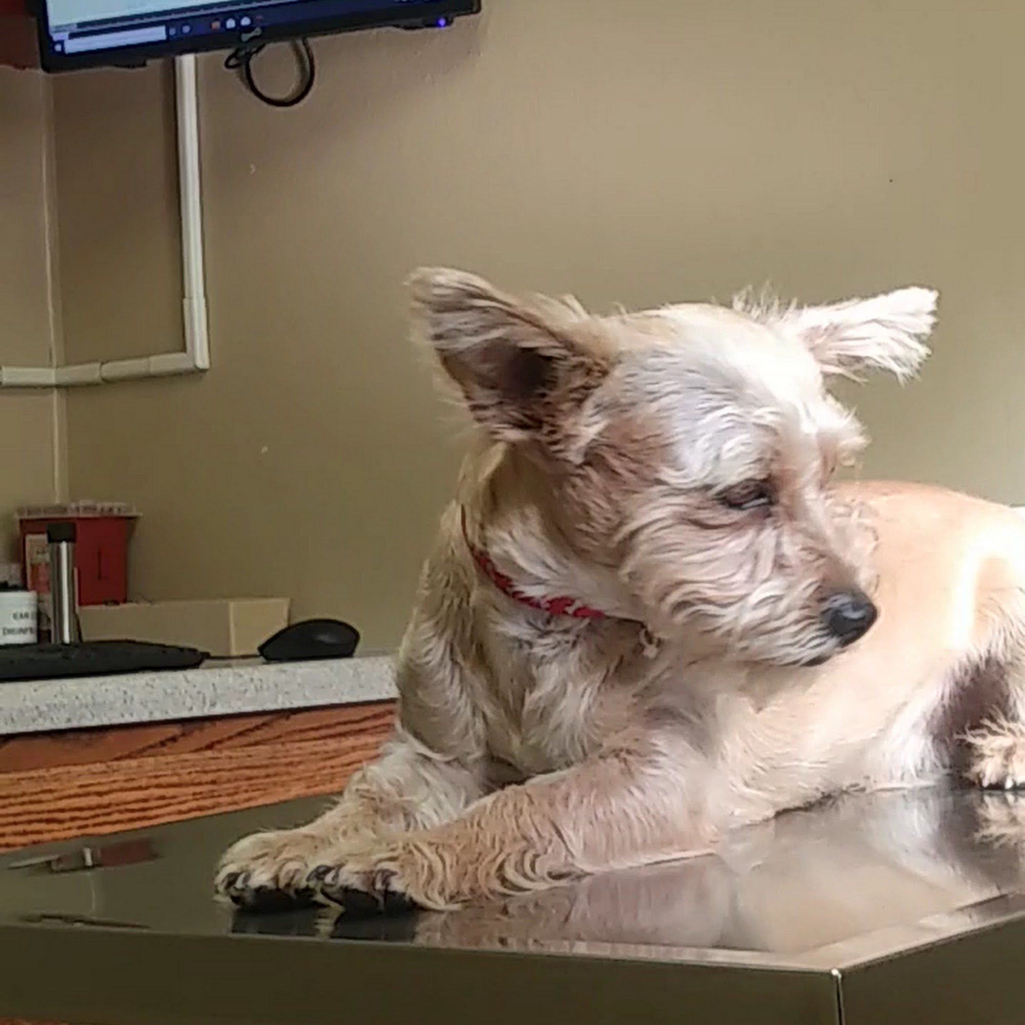 Lacey Animal Hospital Hanford Hanford