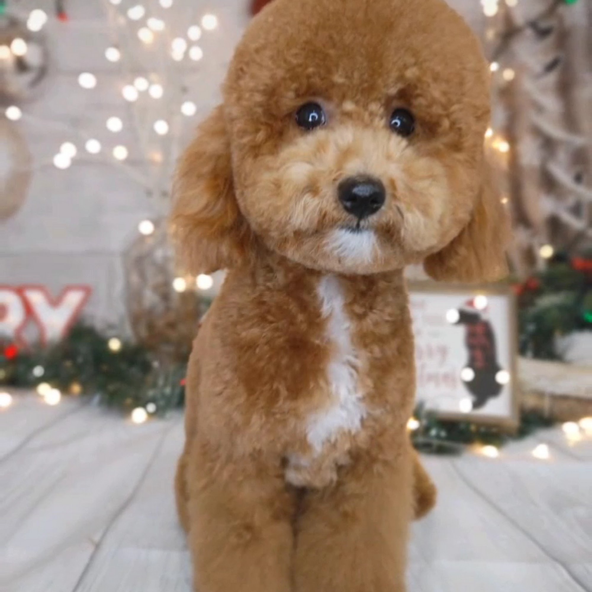 2 the T pet grooming Hanford