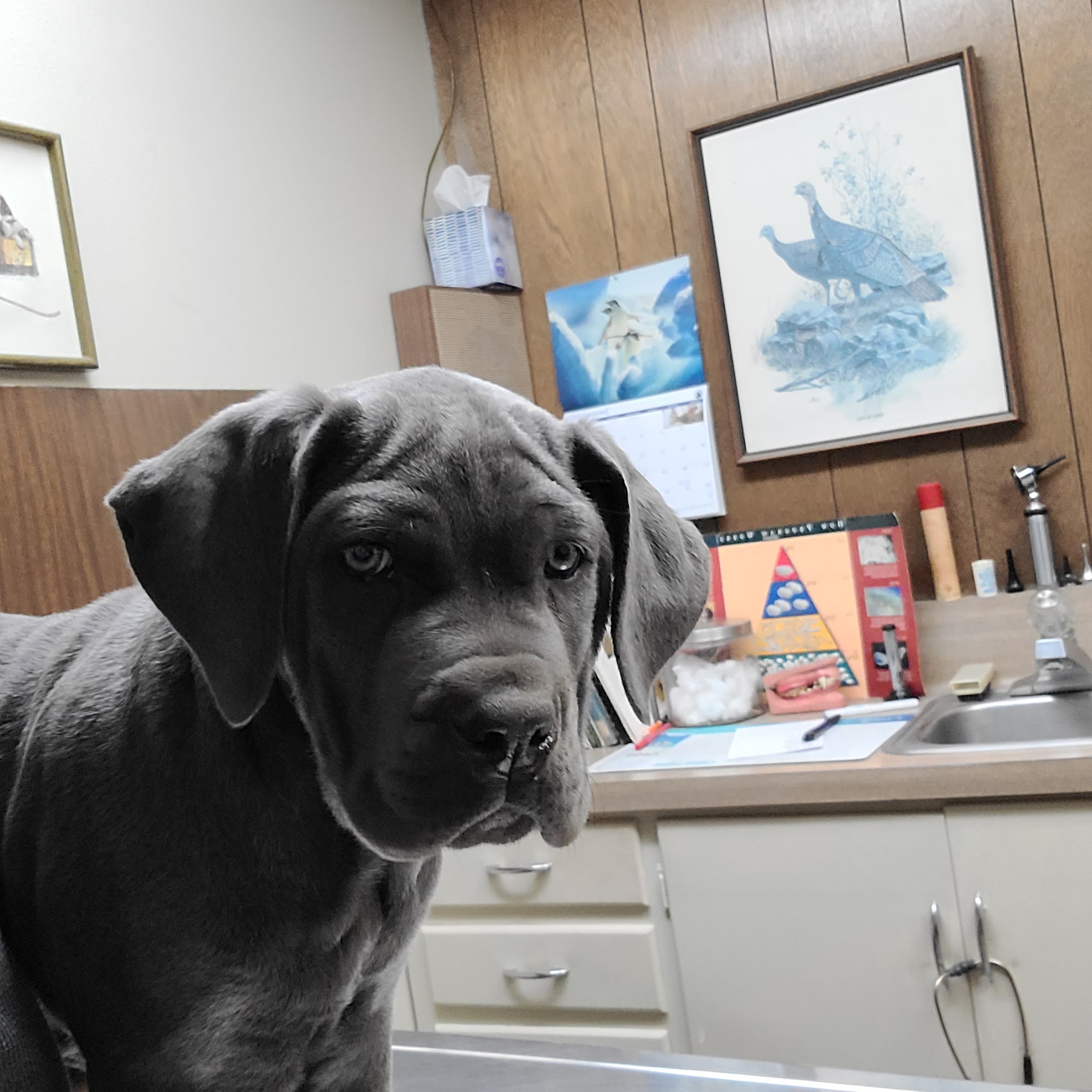 Animal Clinic West Inc Harbor City