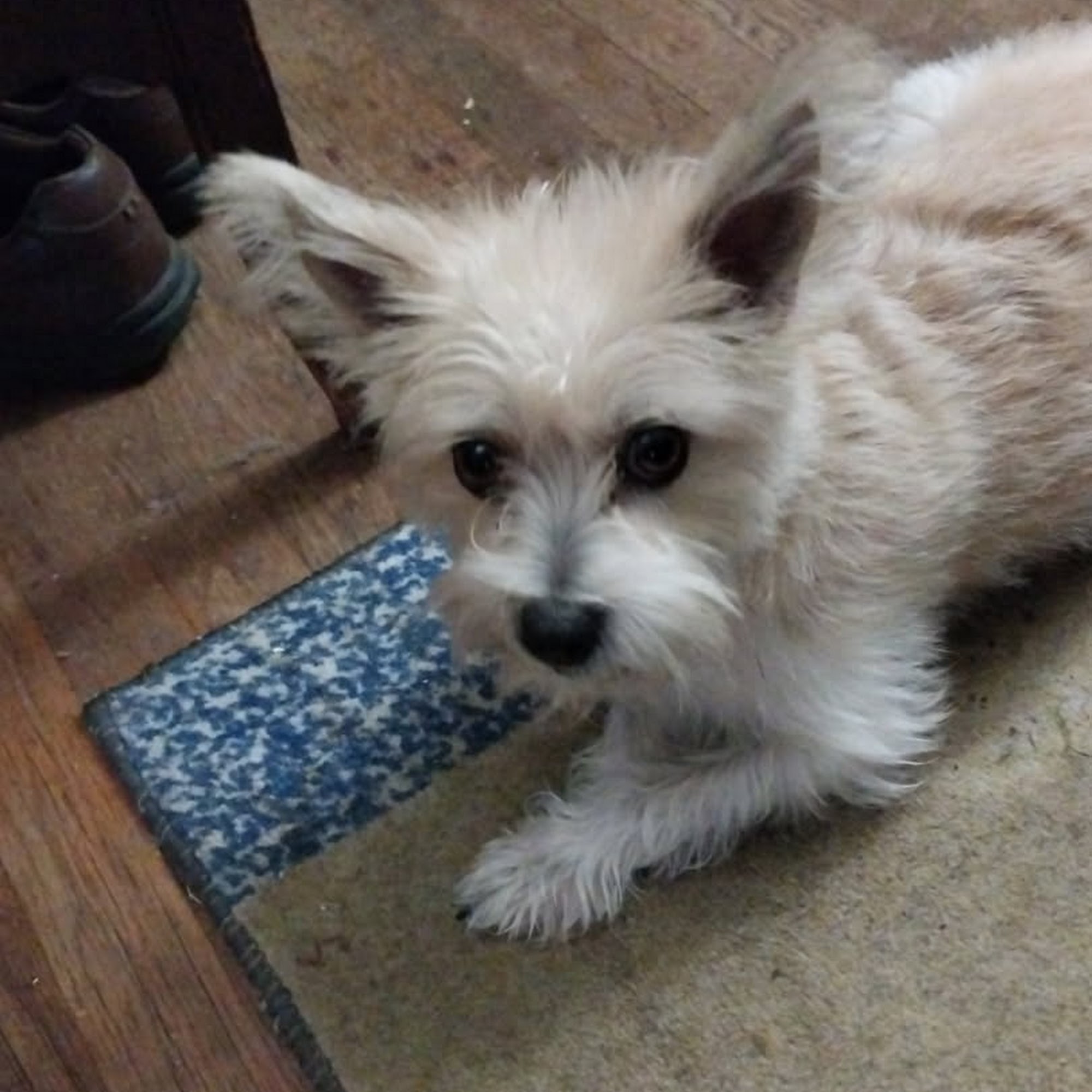 Animal Medical Center Hawthorne