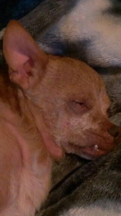 Animal Medical Center Hawthorne