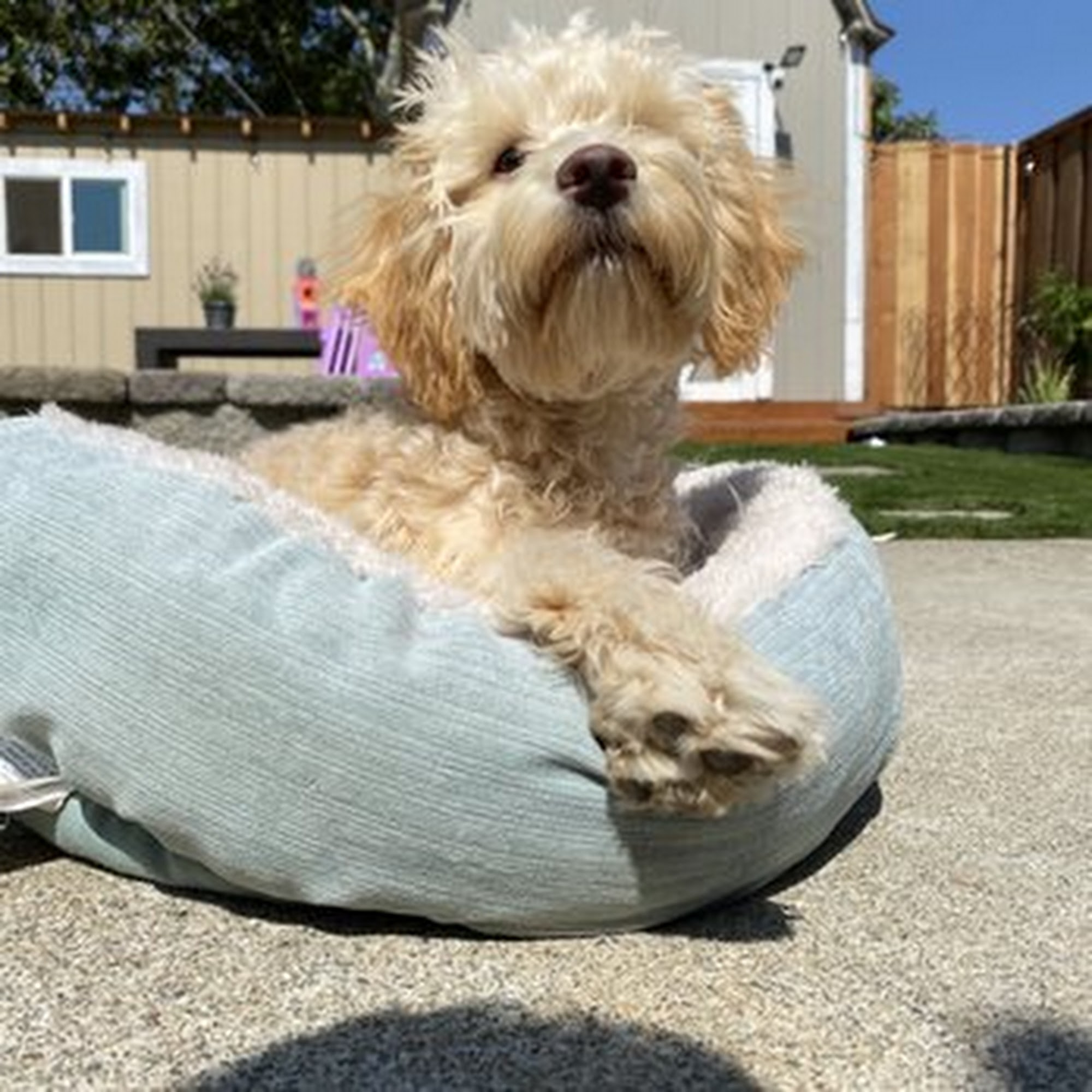 Alicia's Polished Pets Hayward