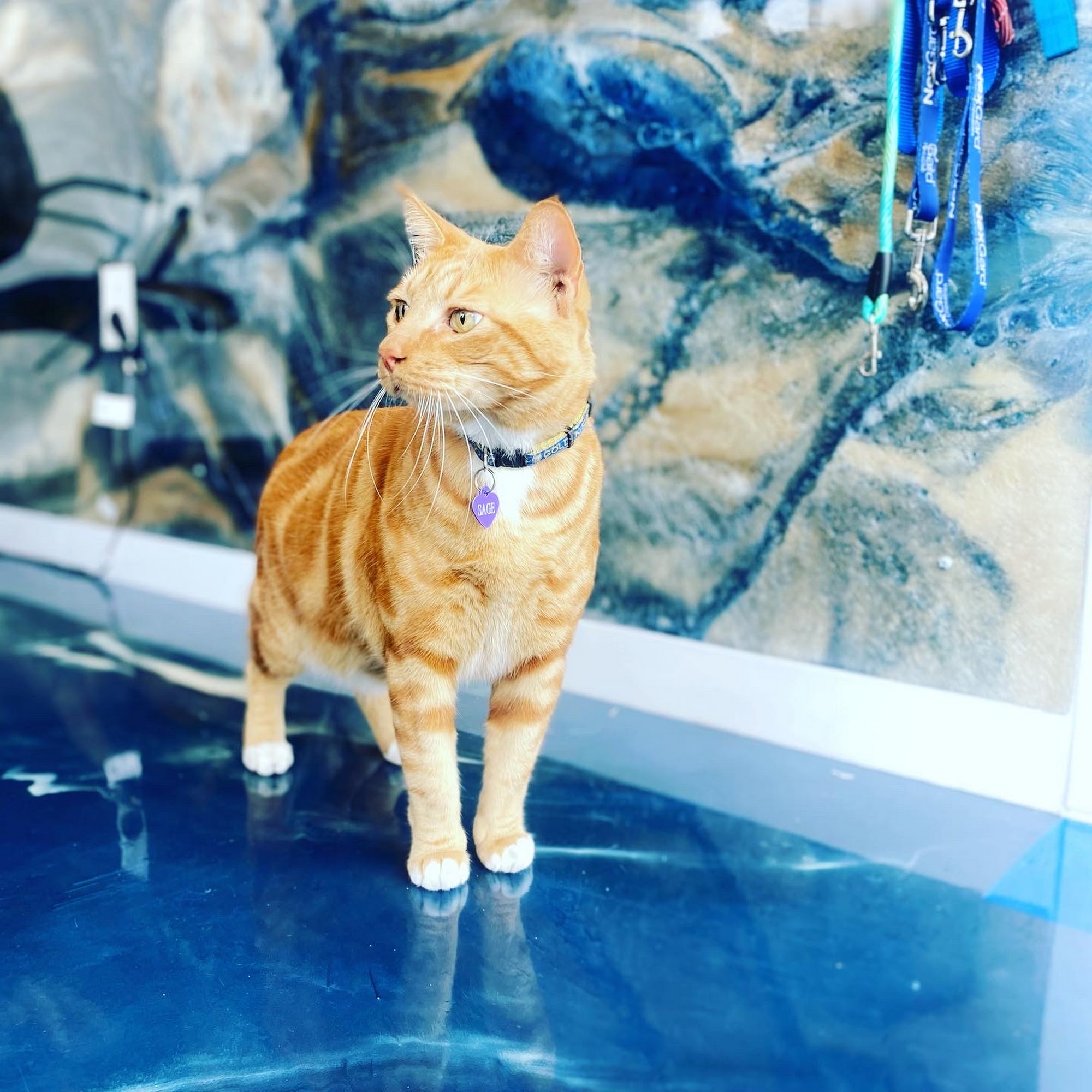 United Pet Hospital Hayward