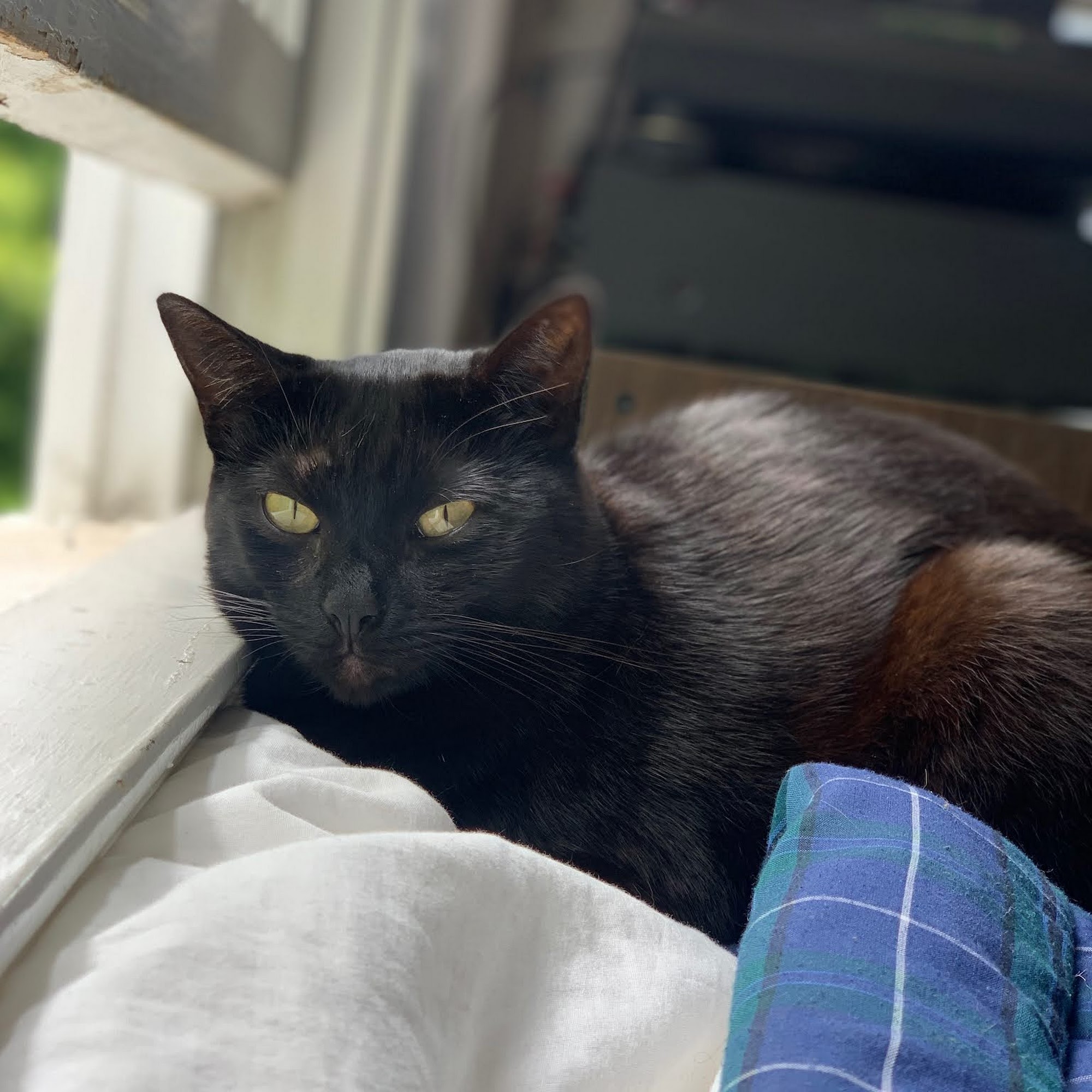 Hayward Animal Clinic Hayward