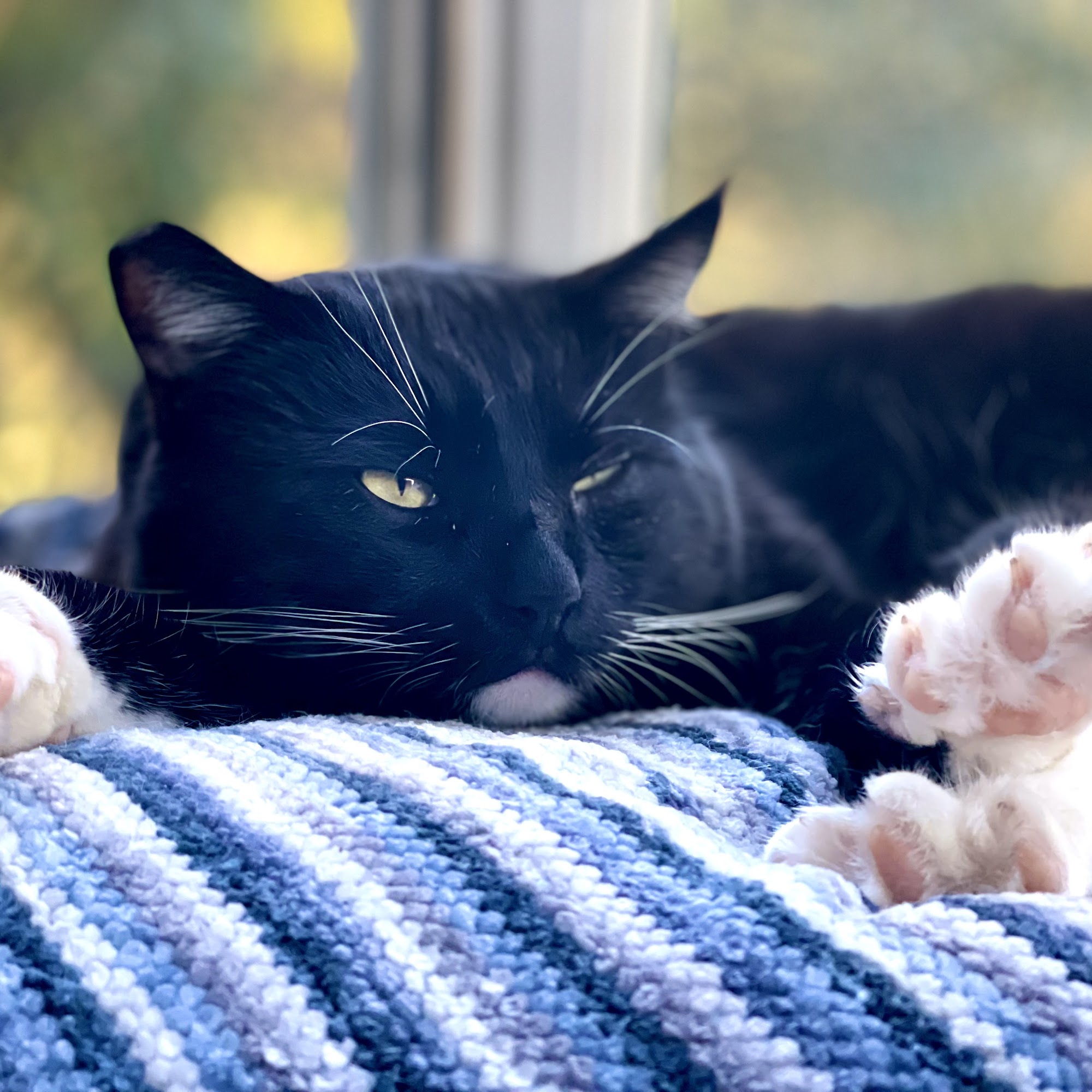 Healdsburg Veterinary Hospital Healdsburg